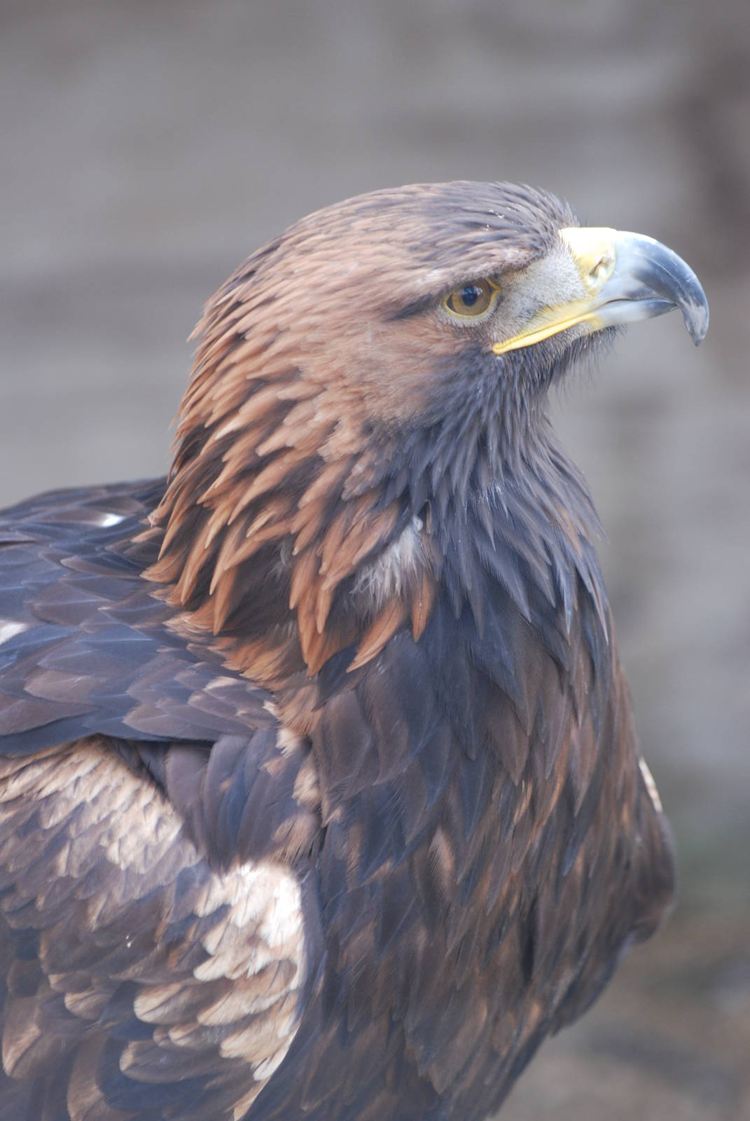 Golden Eagle at Cotswold Falconry 05/03/11