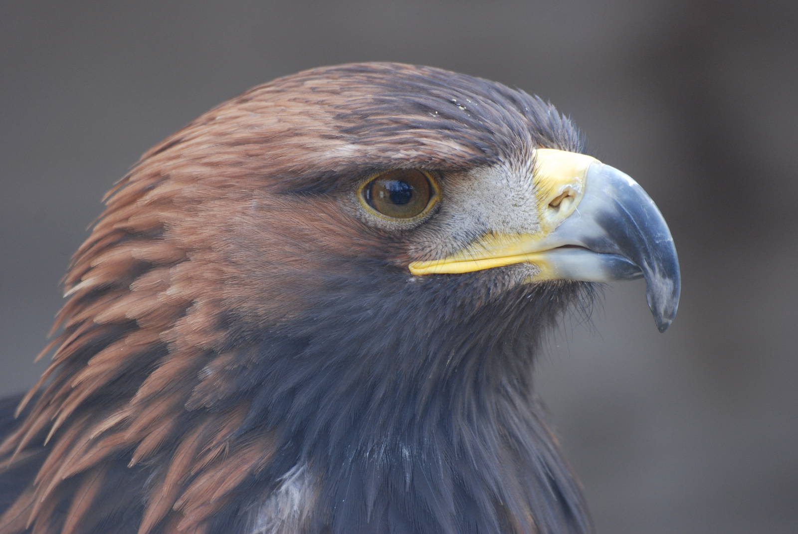 Golden Eagle at Cotswold Falconry 05/03/11