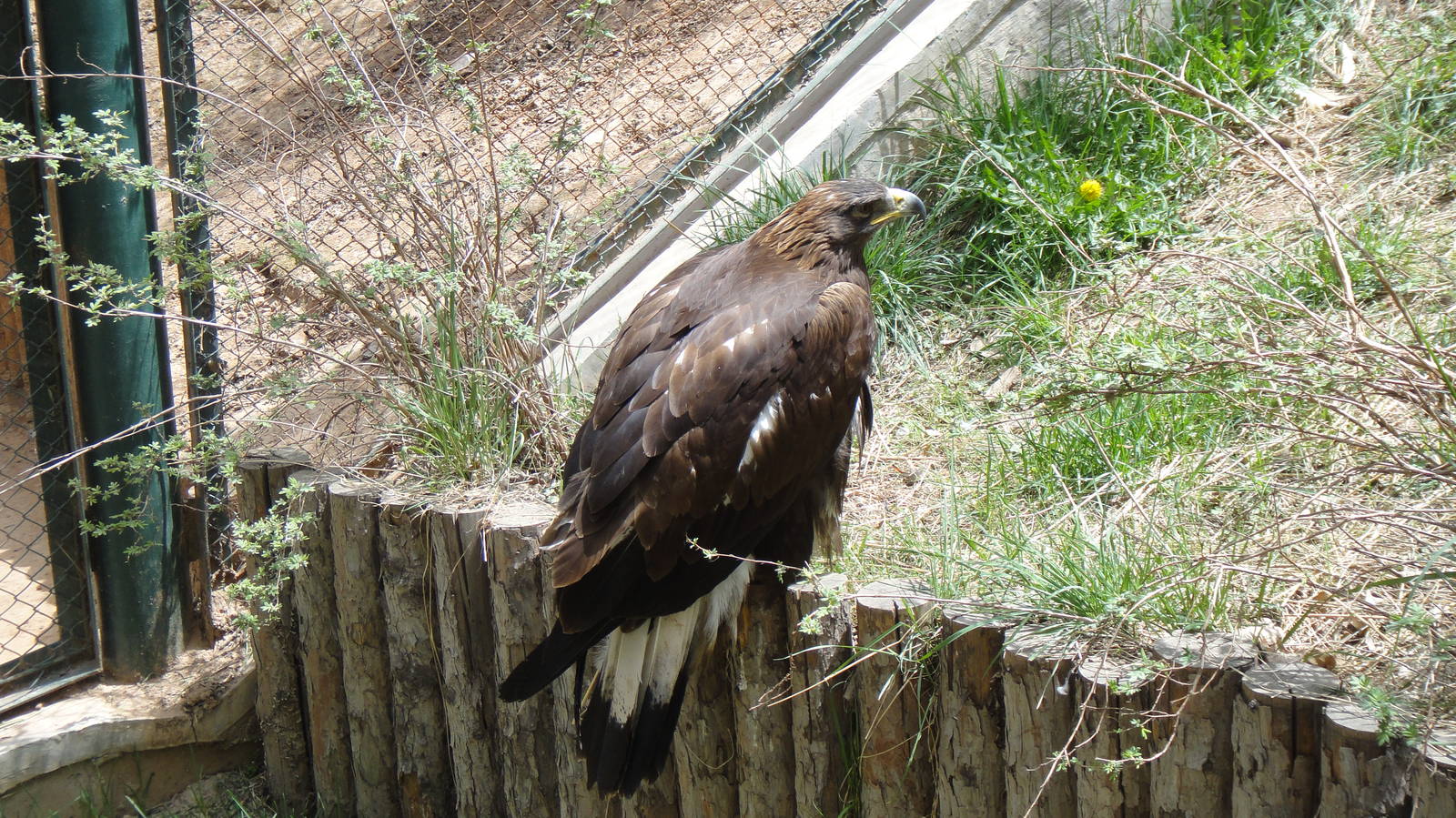 Golden Eagle at Qinghai-Tibet Plateau Wildlife zoo 2014-5-15