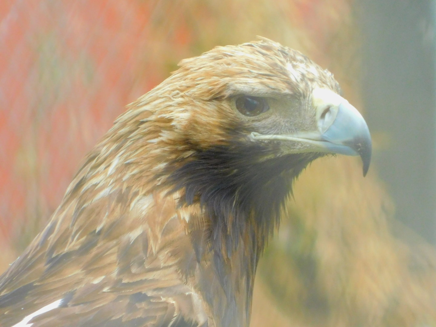 Golden Eagle at the Karatay Zoo