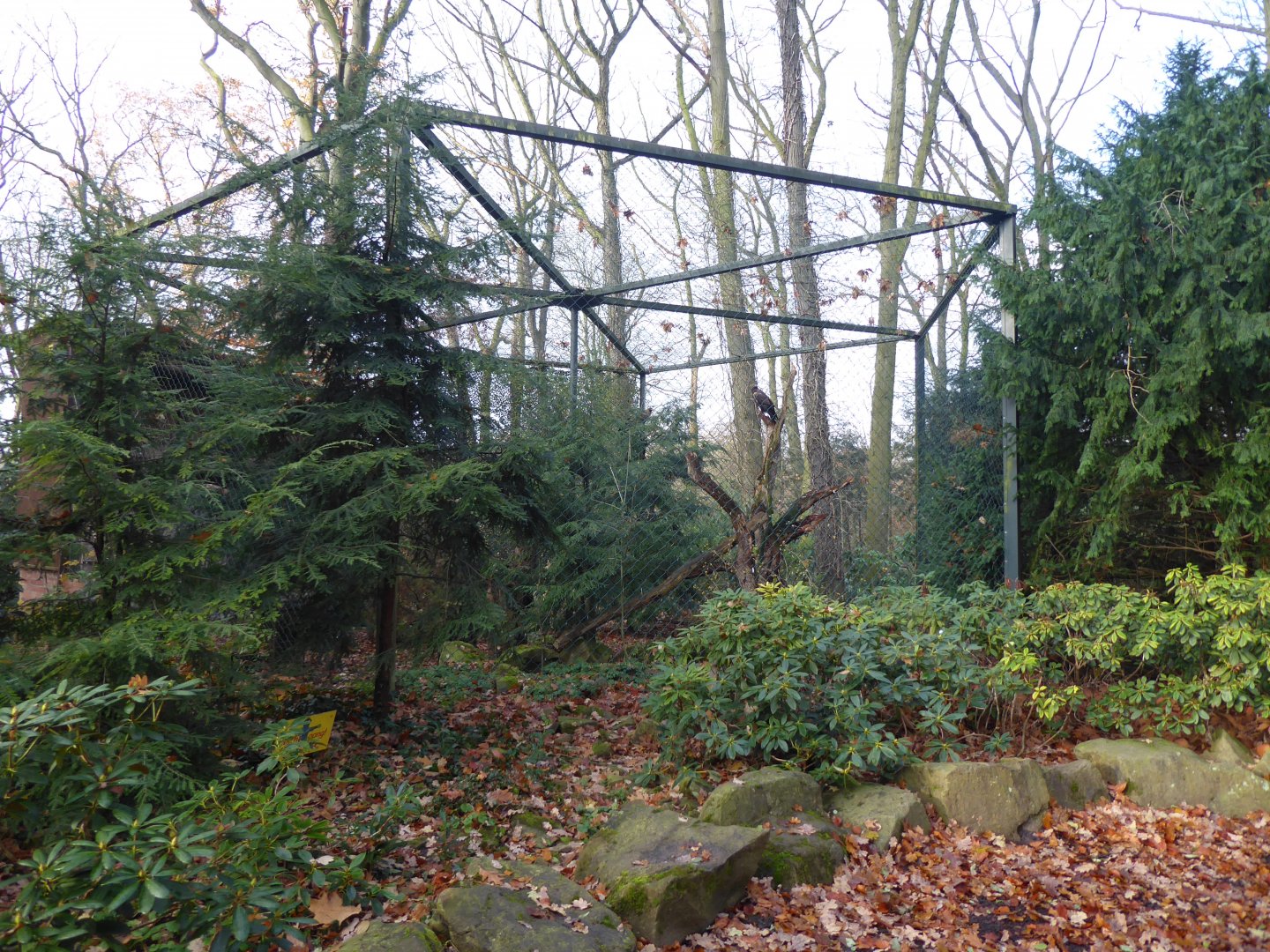 Golden eagle aviary 021219