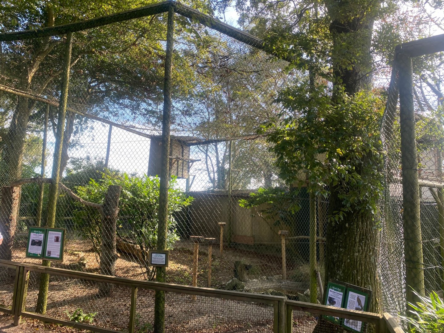 Golden eagle aviary 081023