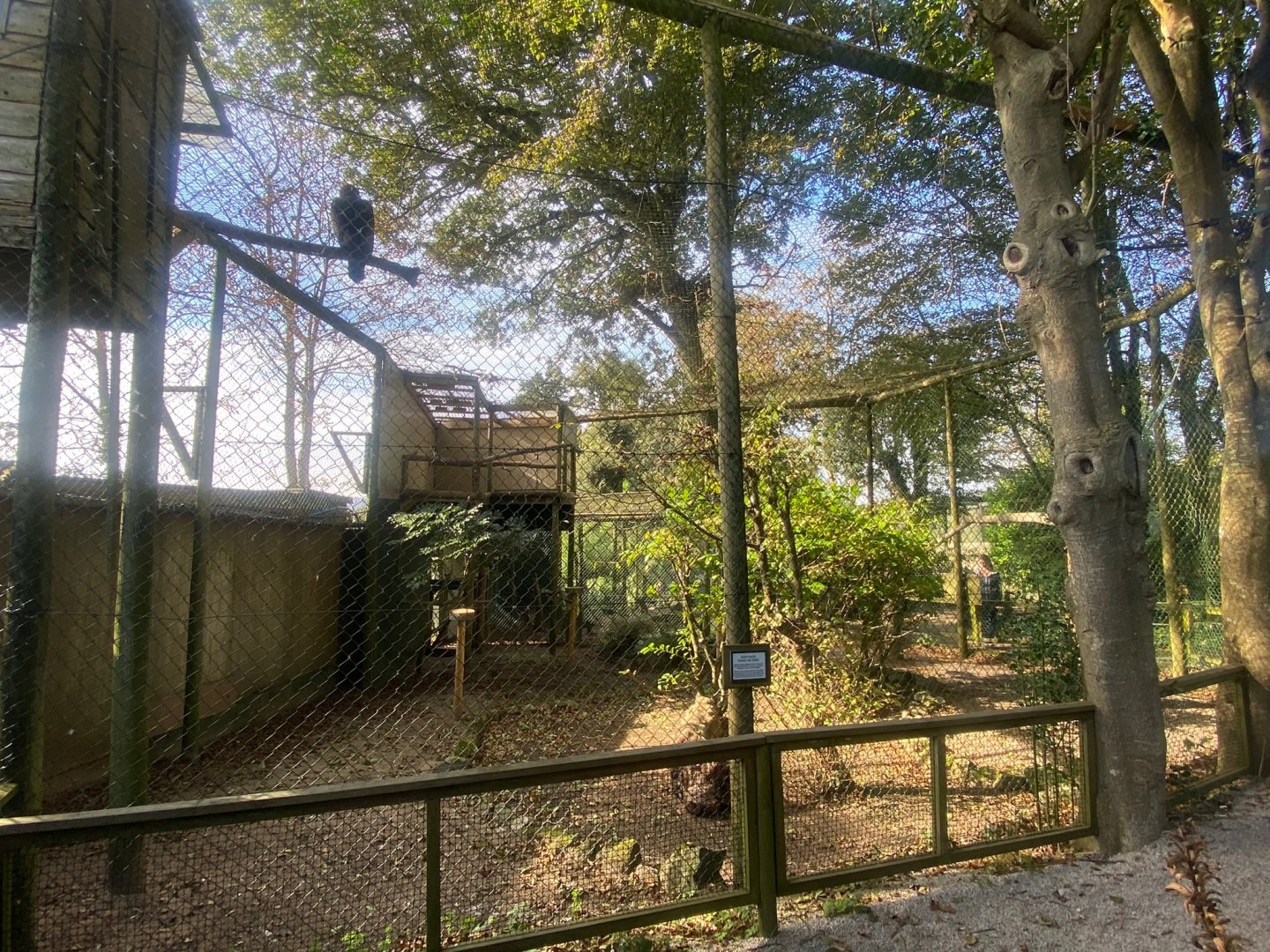 Golden eagle aviary 081023