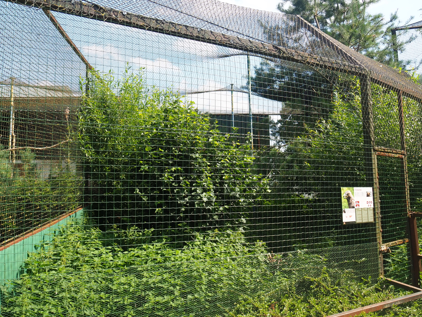 Golden eagle aviary, 2019-08-04