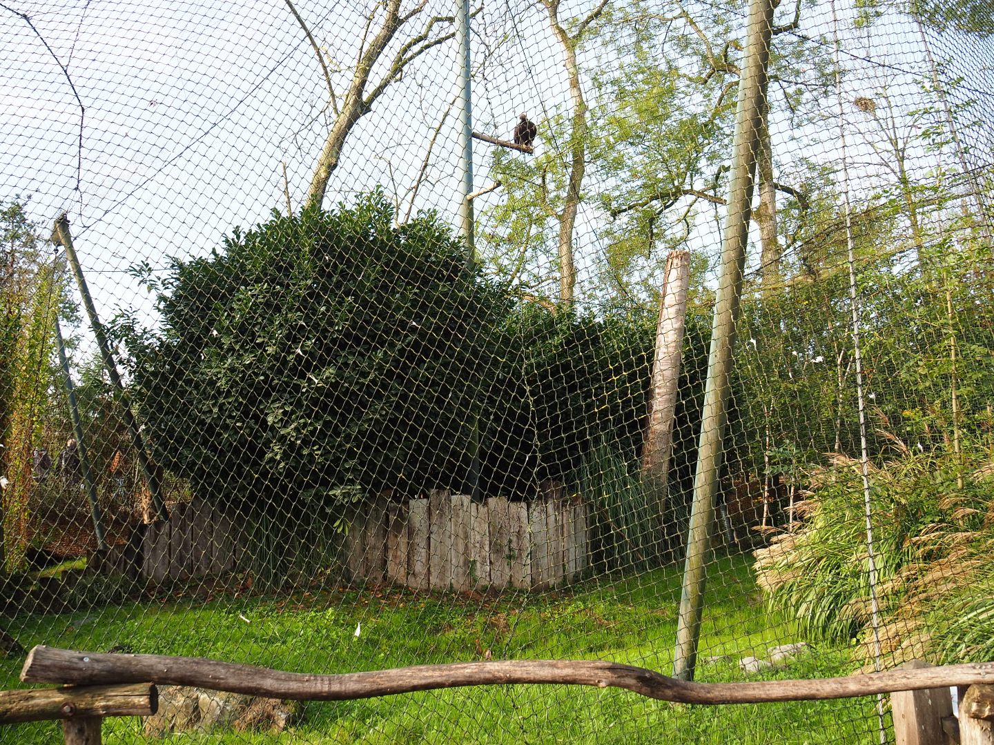 Golden eagle aviary, 2019-10-04