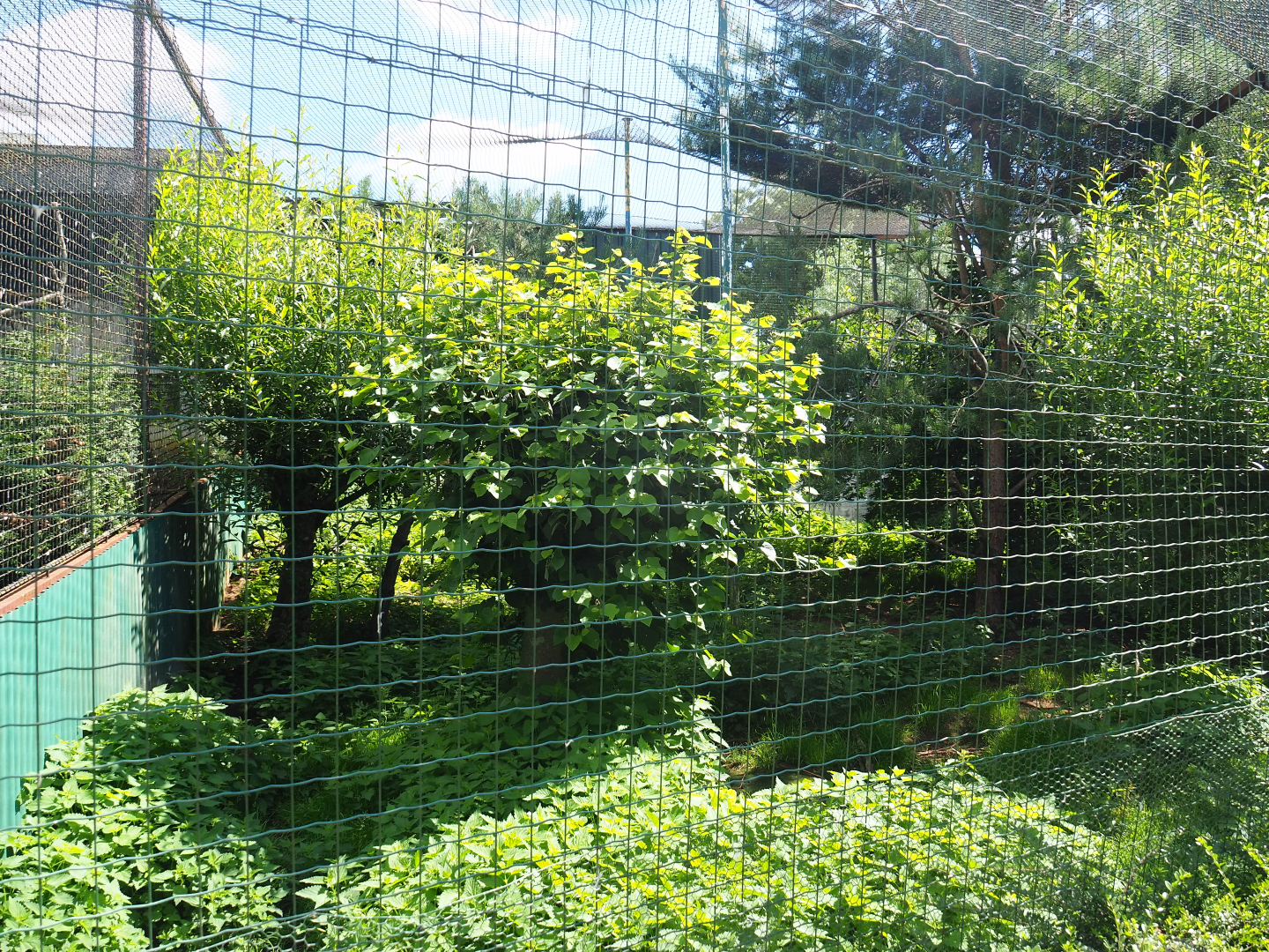 Golden eagle aviary, 2020-06-20