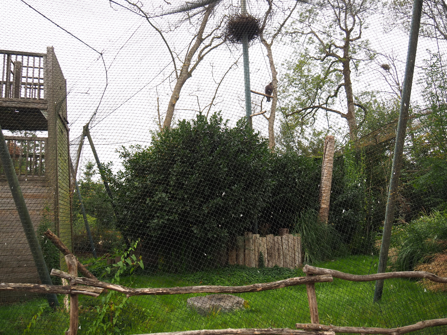 Golden eagle aviary, 2020-09-03