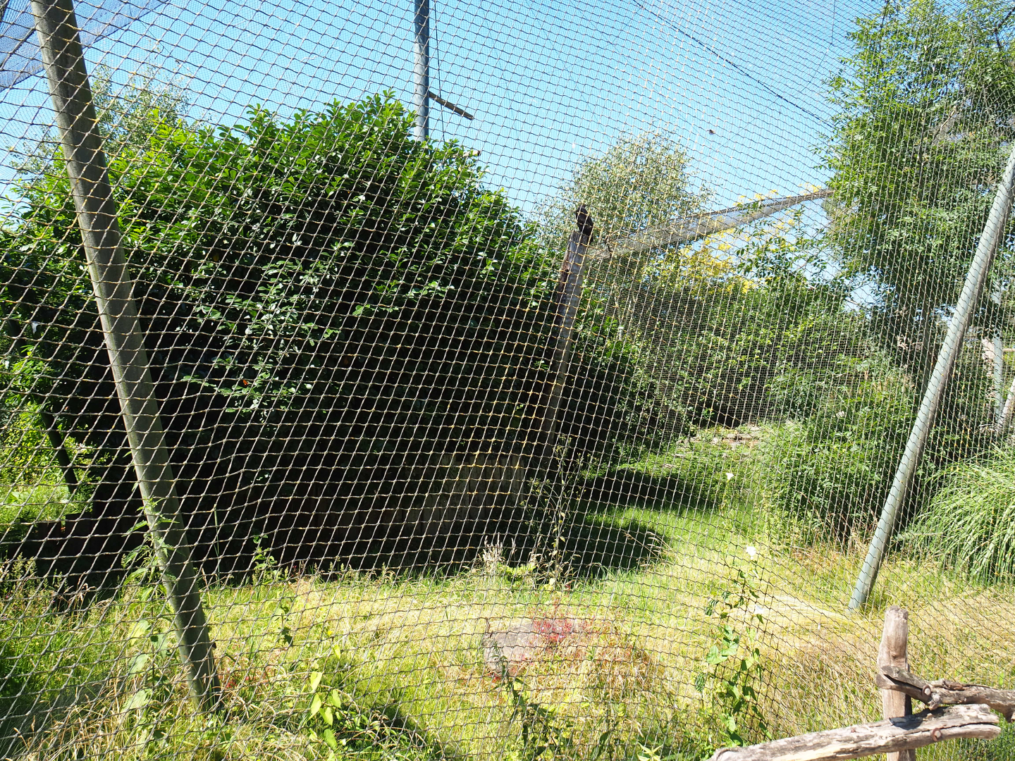 Golden eagle aviary, 2022-06-28