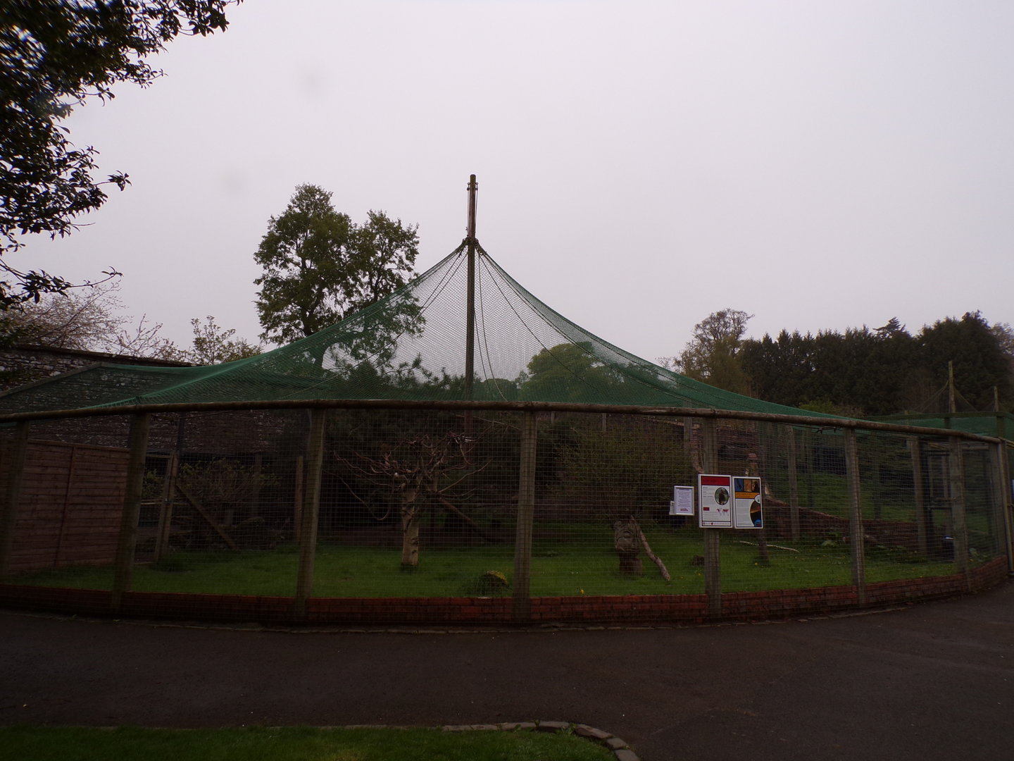 Golden eagle aviary 7.5.23