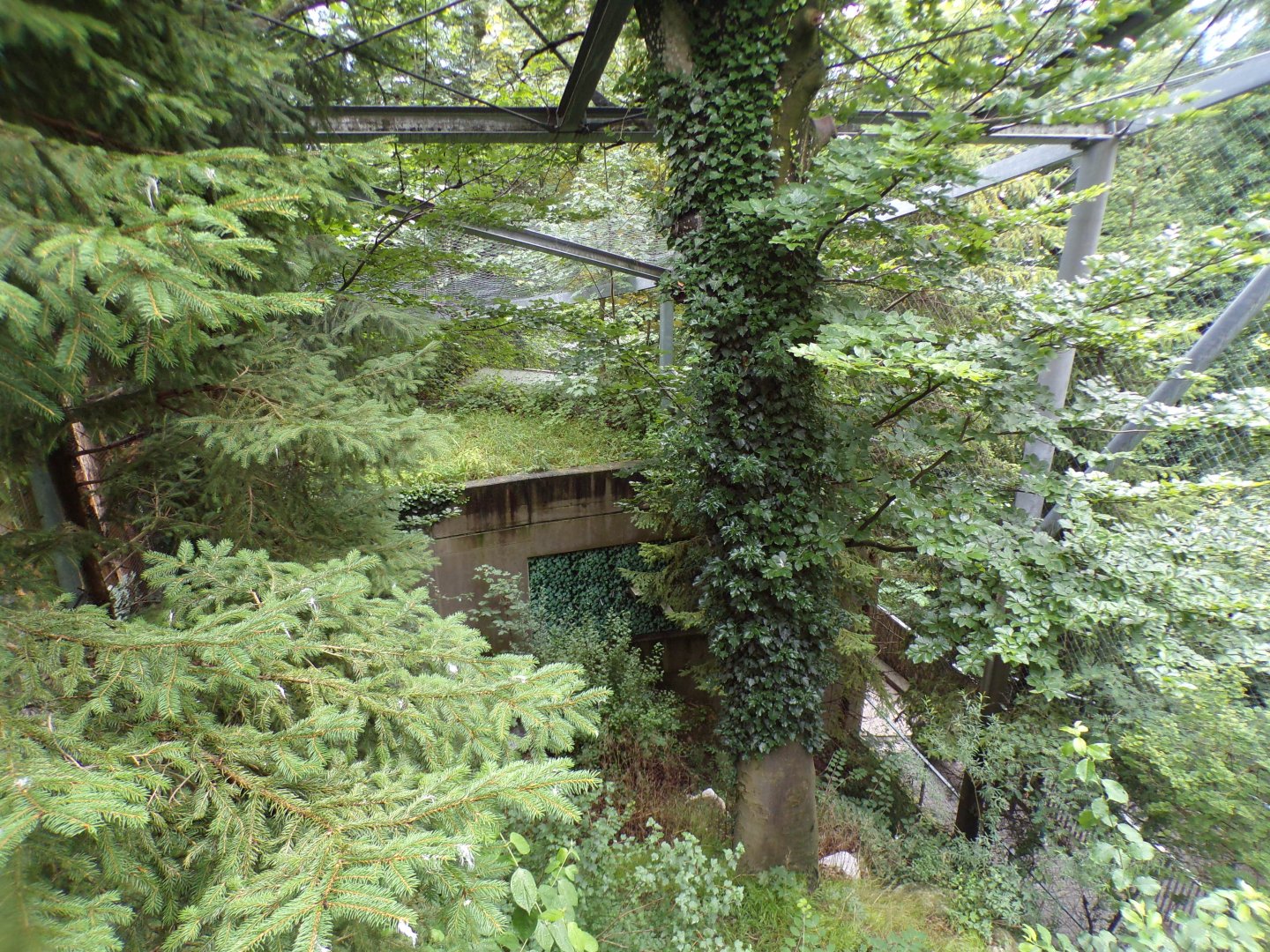 Golden eagle aviary 9.7.25