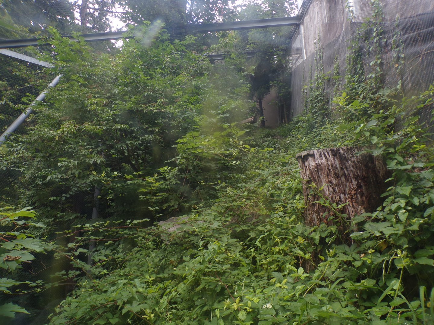 Golden eagle aviary 9.7.25