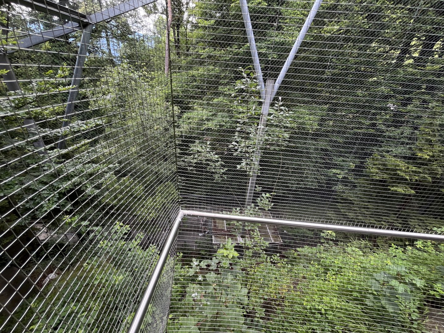 Golden eagle aviary 9.7.25