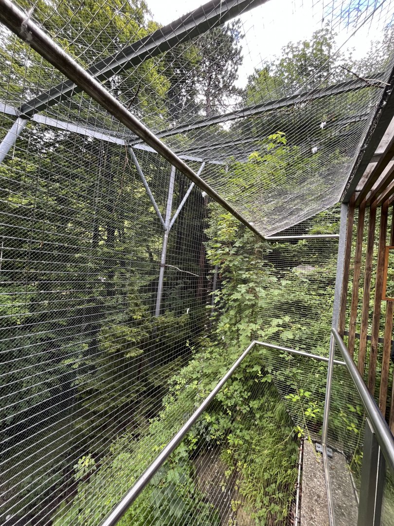 Golden eagle aviary 9.7.25
