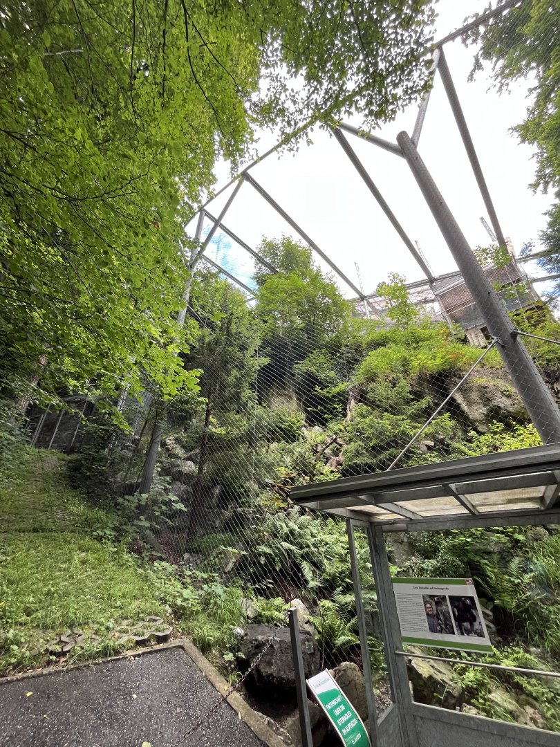 Golden eagle aviary 9.7.25