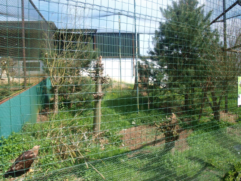 Golden eagle aviary (April 19th, 2015)