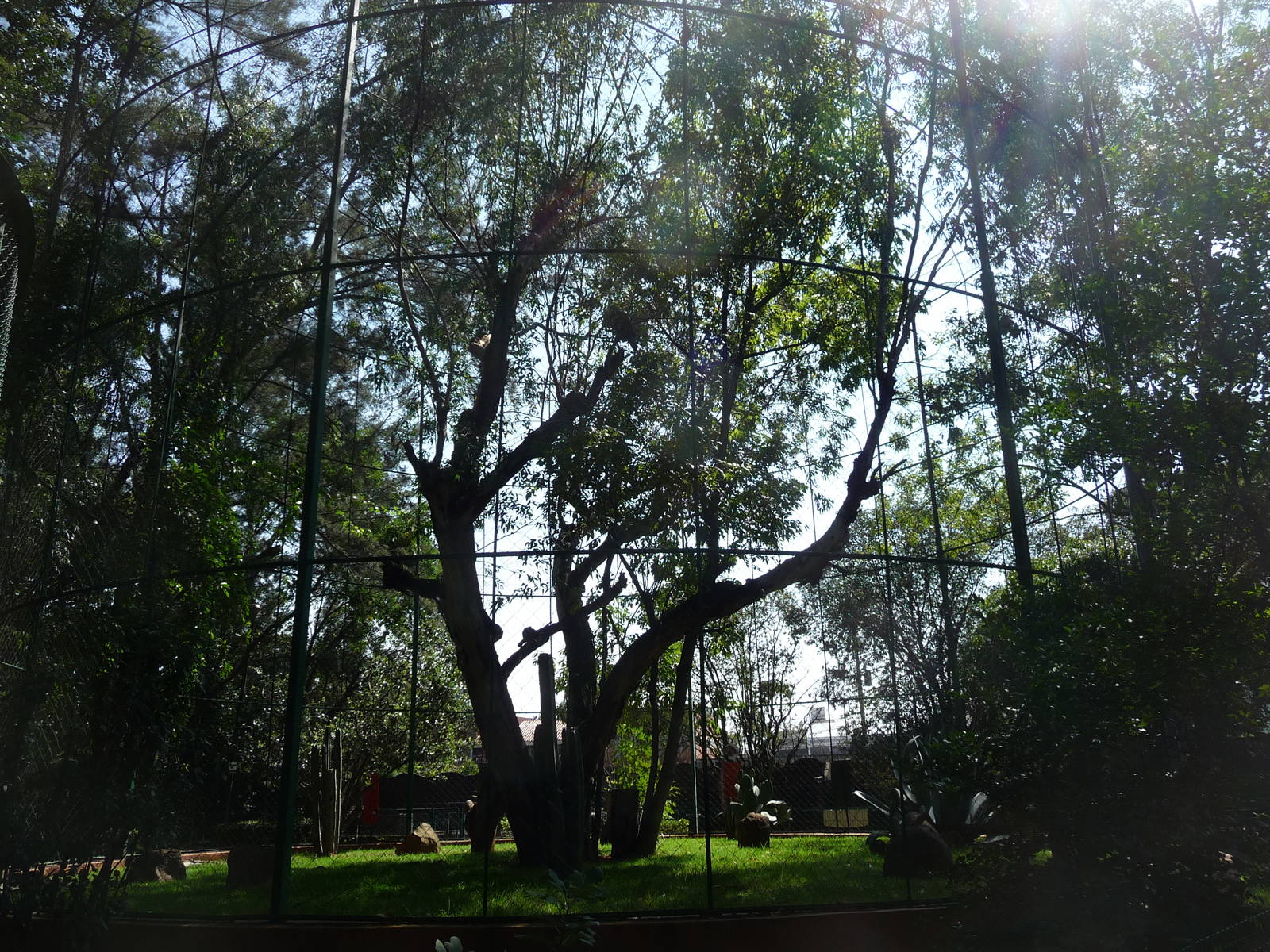 golden eagle aviary morelia zoo