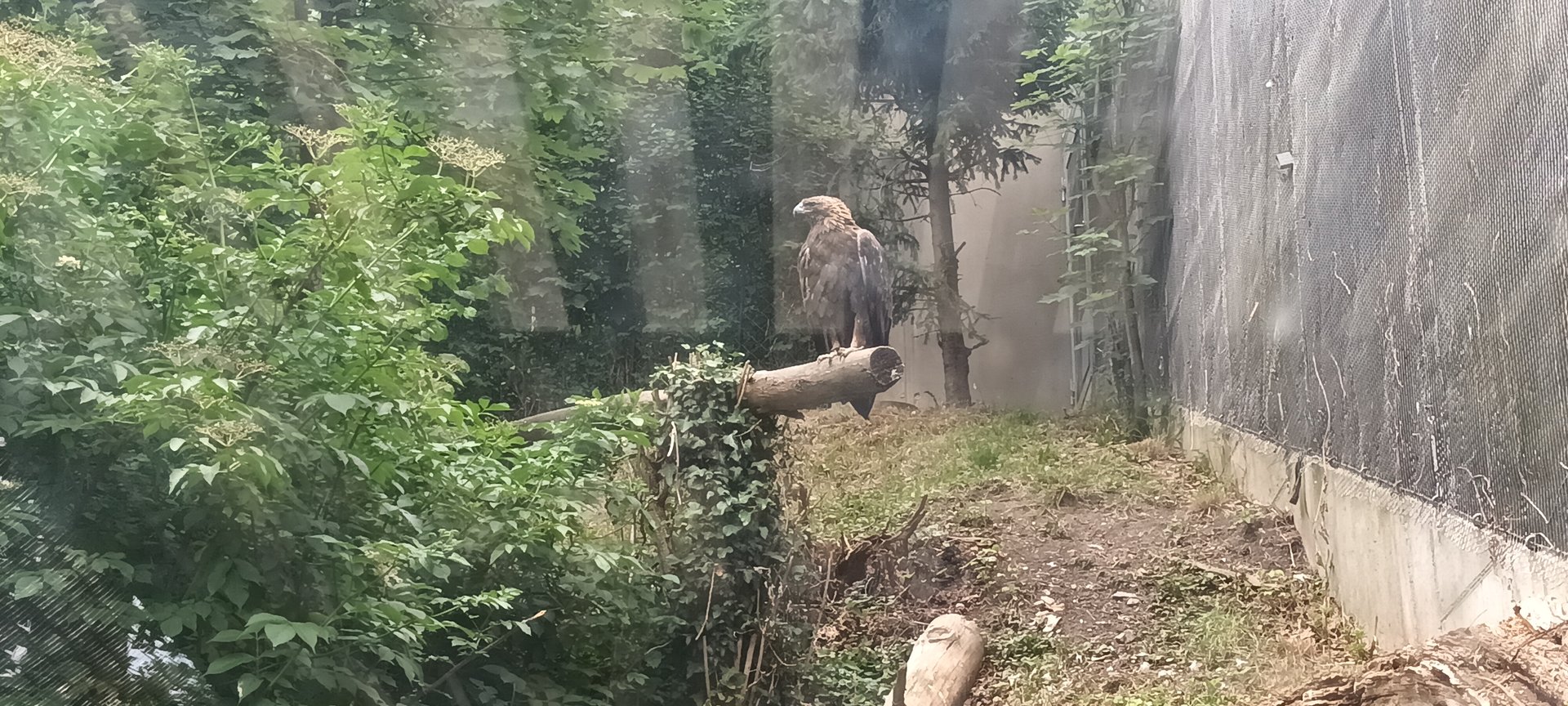 Golden Eagle Aviary