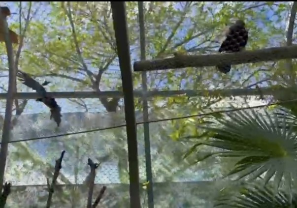 Golden eagle breeding pair at the Aviario