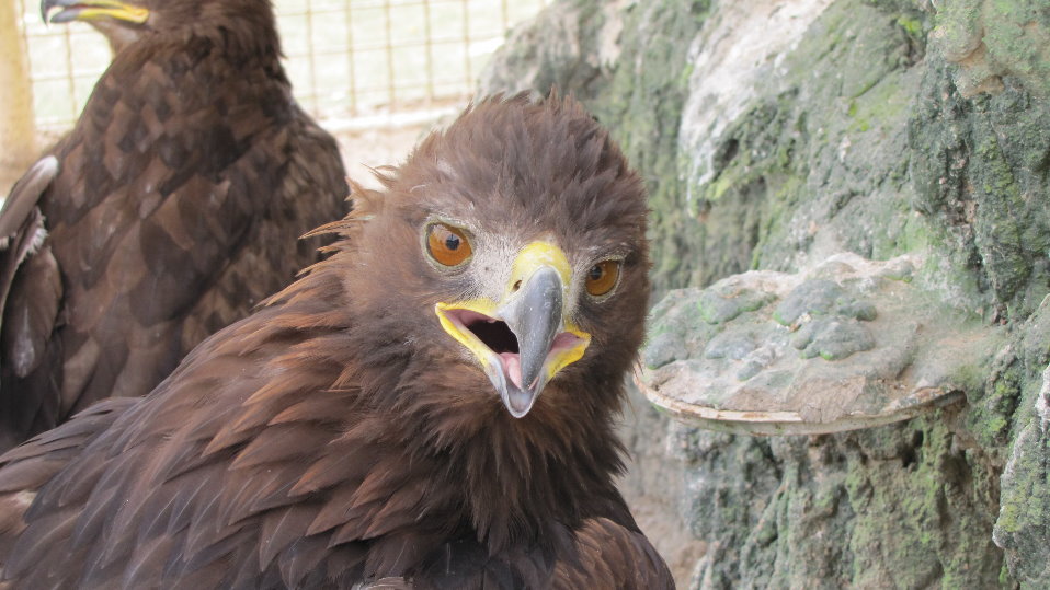 Golden Eagle (dezfule zoo)
