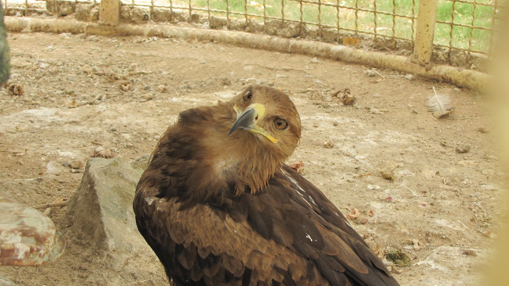 Golden Eagle (dezfule zoo)