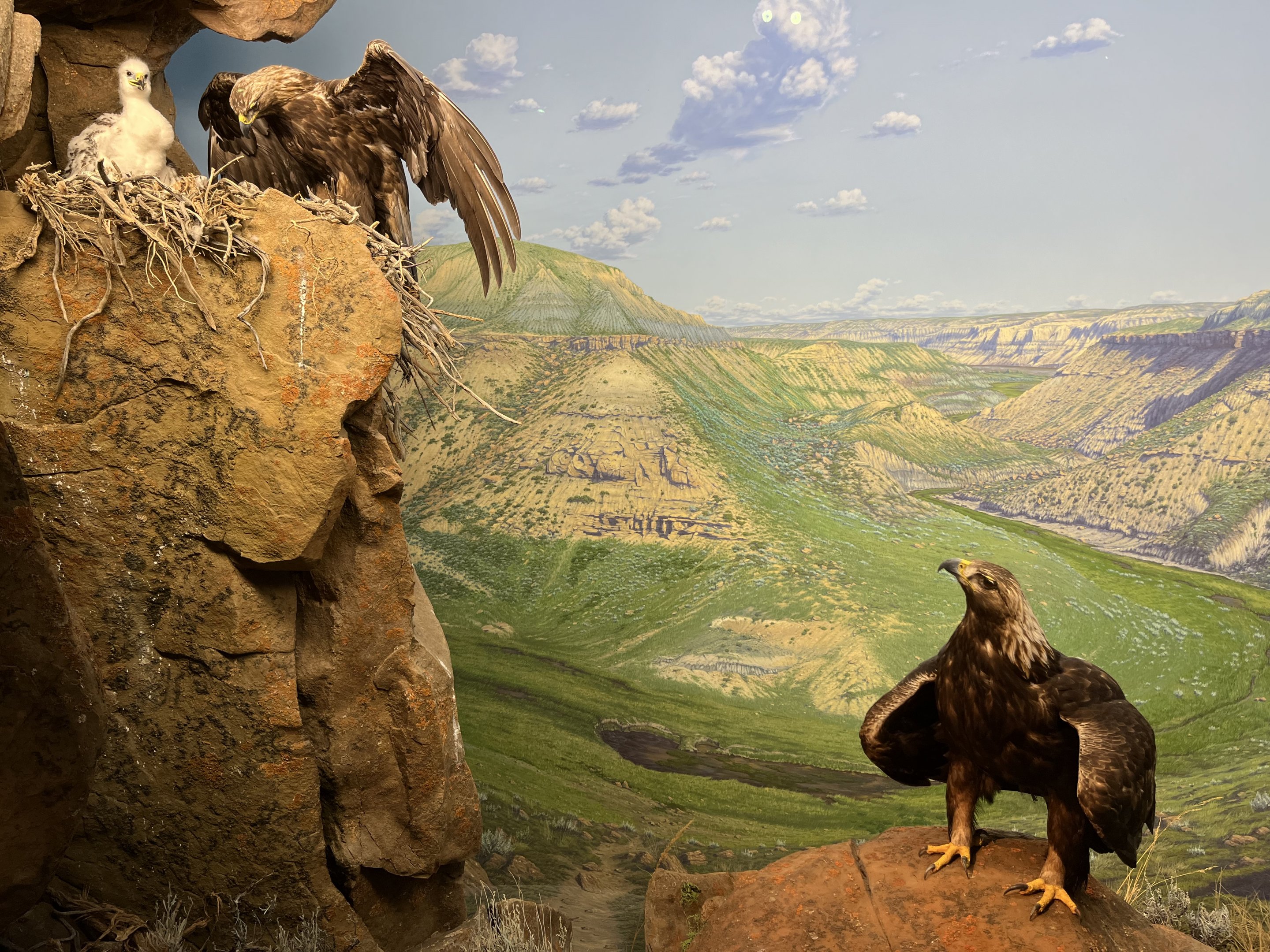 Golden Eagle Diorama