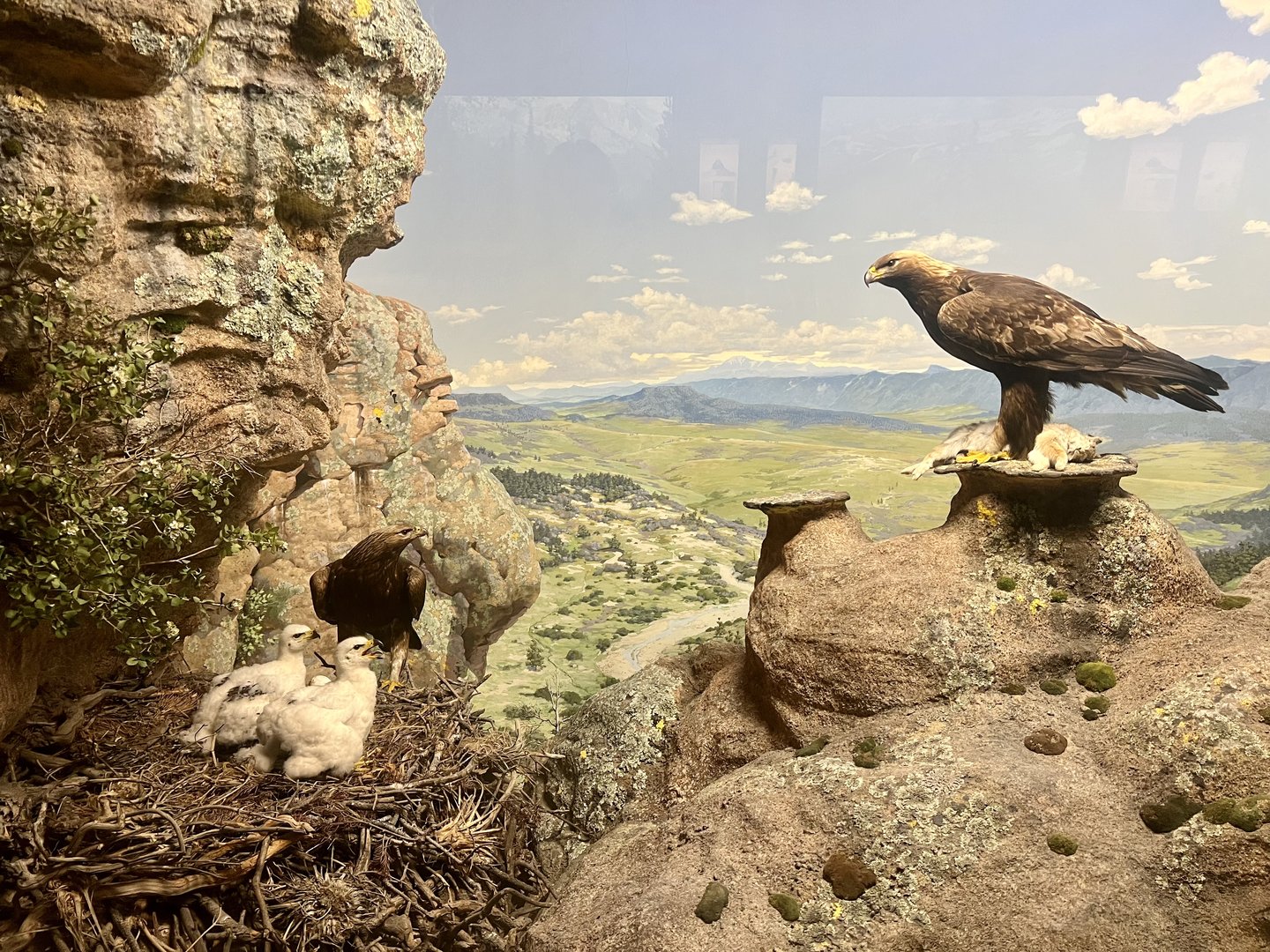 Golden Eagle Diorama