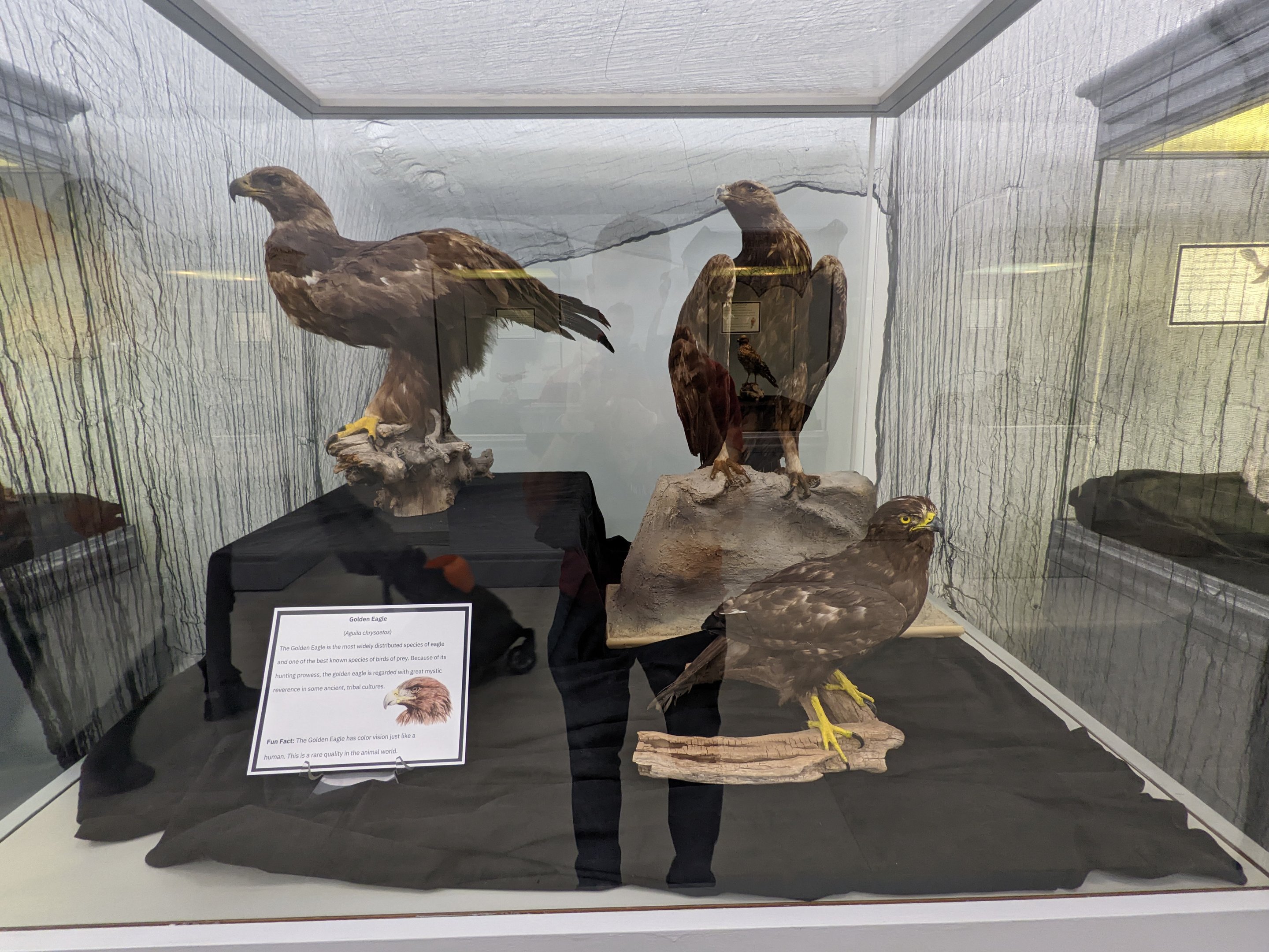 Golden eagle display