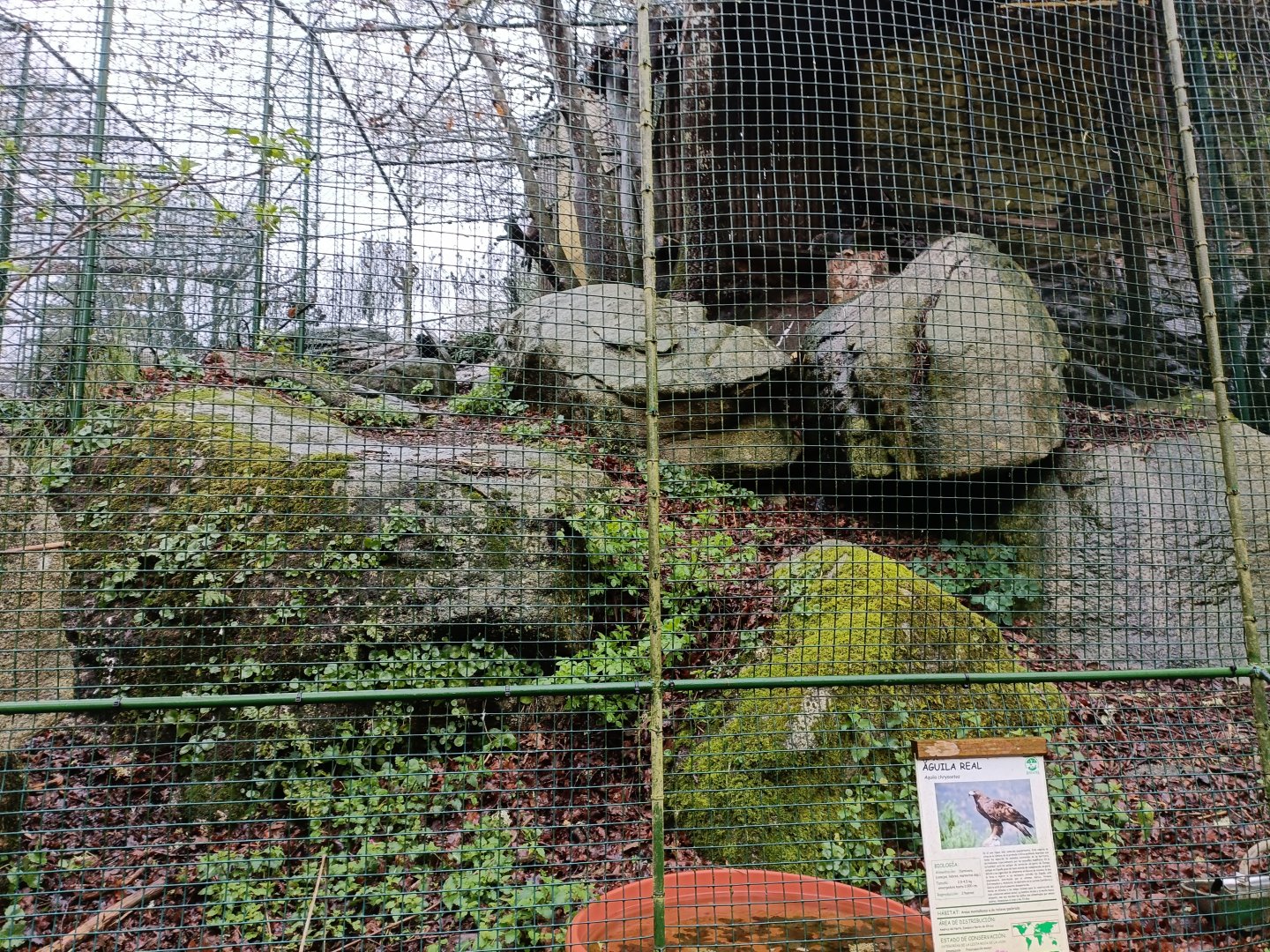 Golden eagle exhibit - Avifauna Lugo