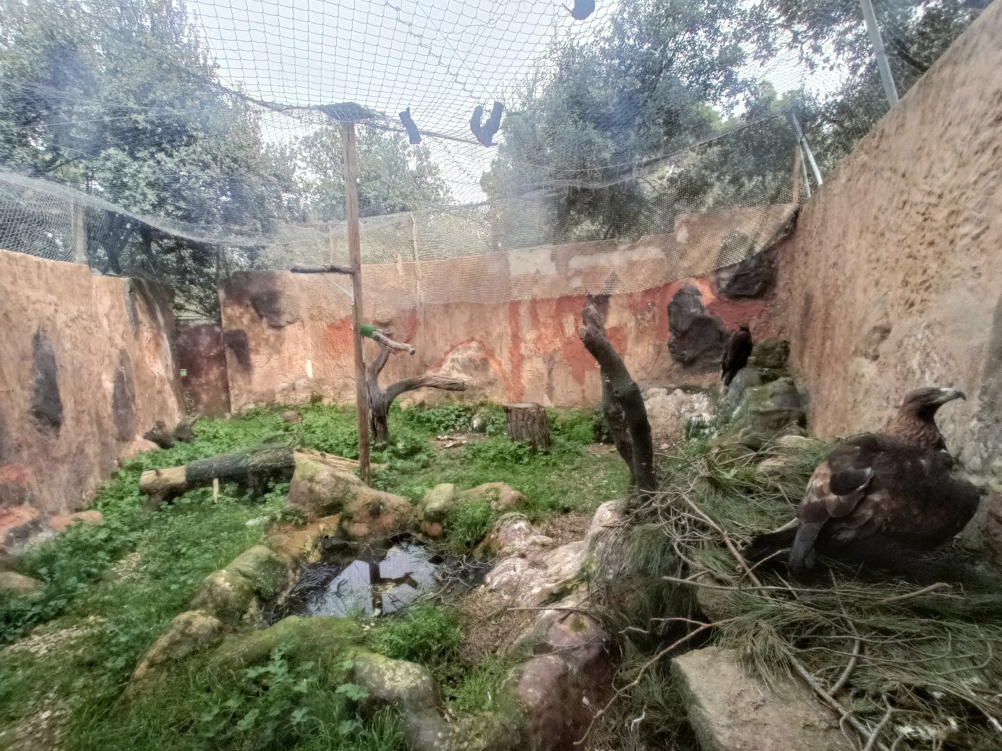 Golden eagle exhibit - GREFA