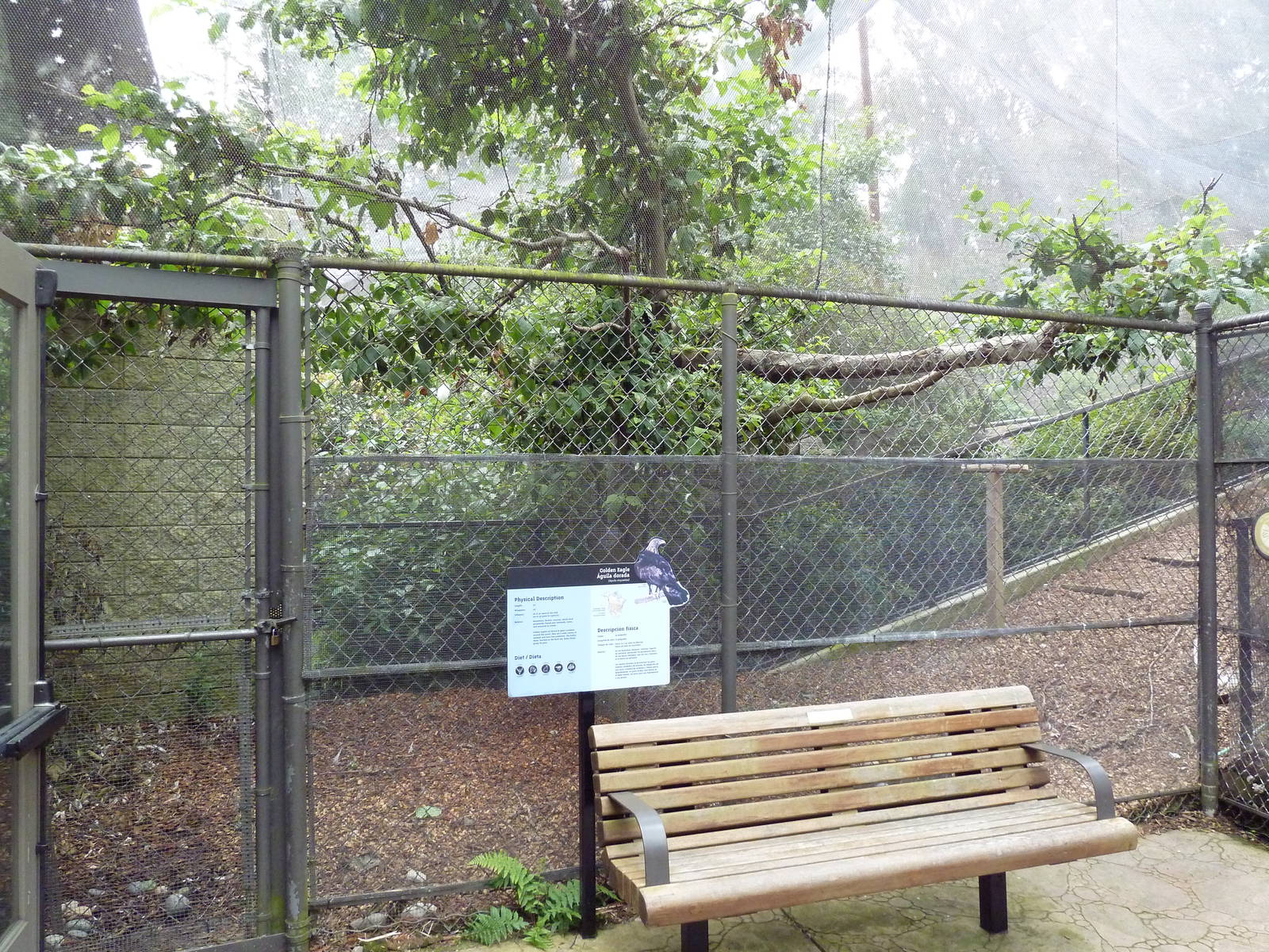 Golden Eagle Exhibit