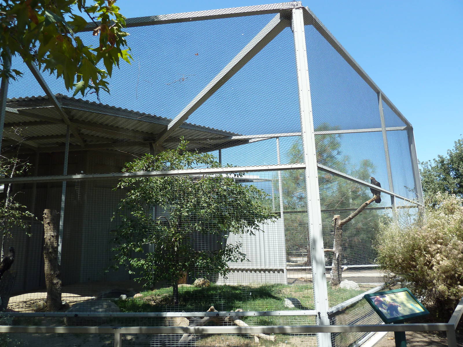 Golden Eagle Exhibit