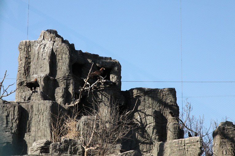 golden eagle exhibit