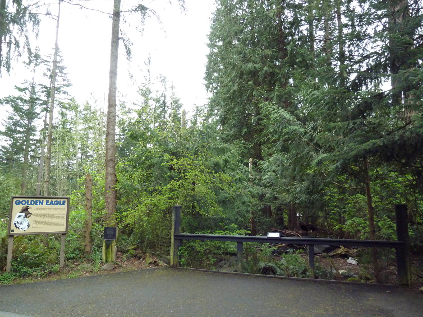 Golden Eagle Exhibit