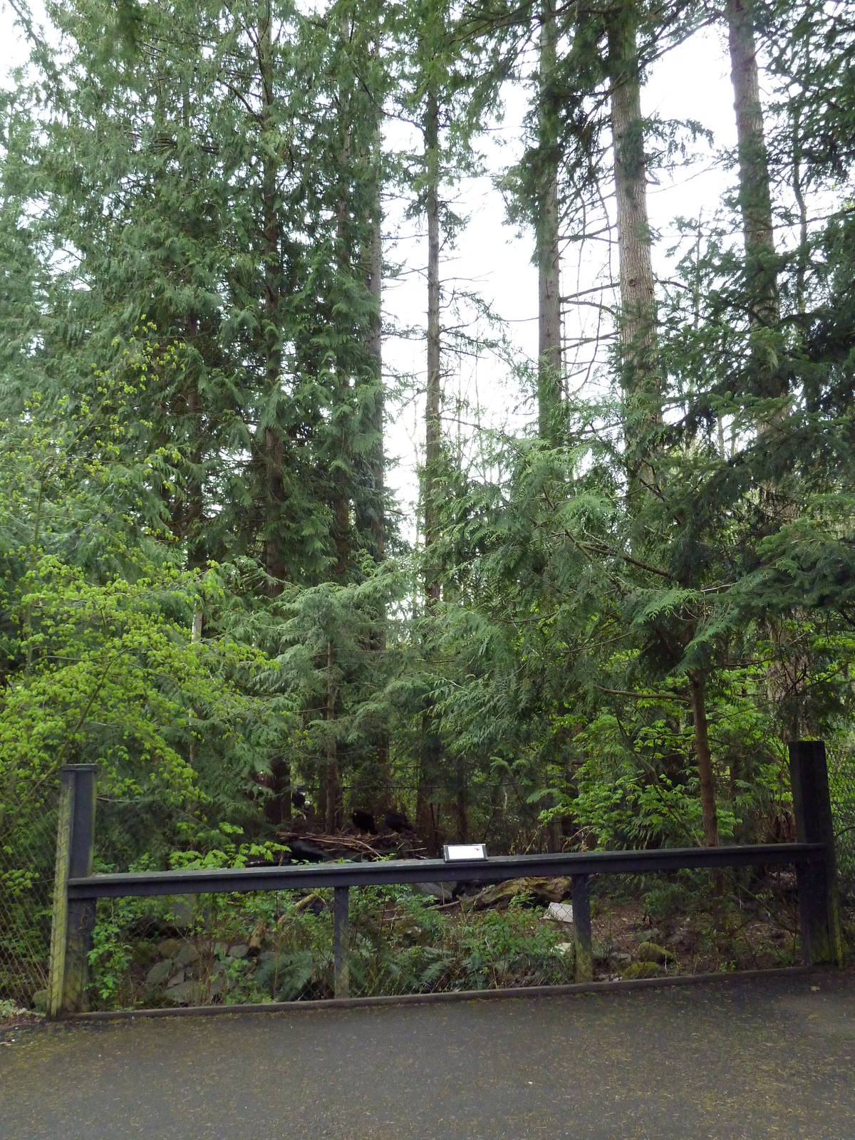 Golden Eagle Exhibit