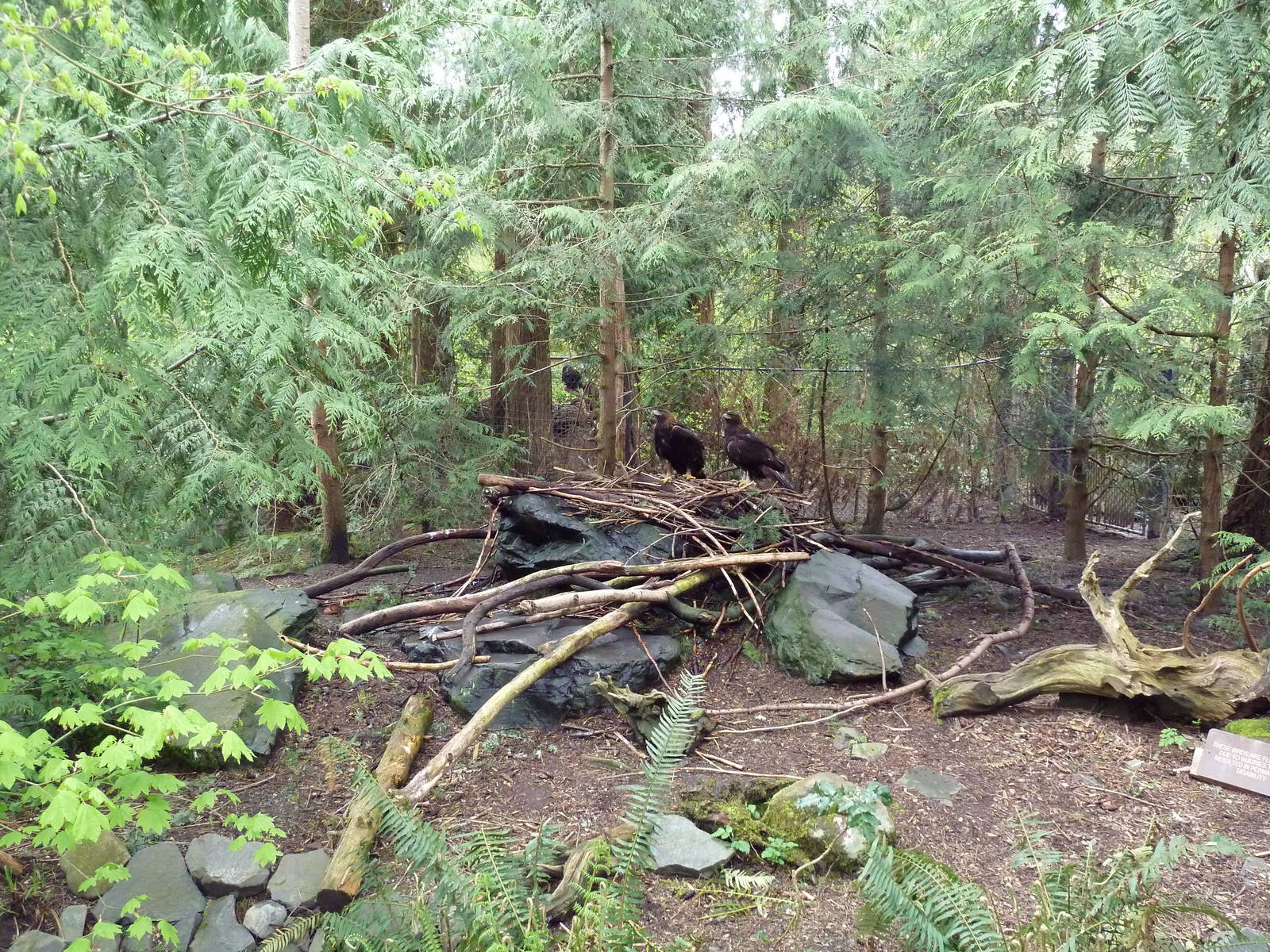 Golden Eagle Exhibit