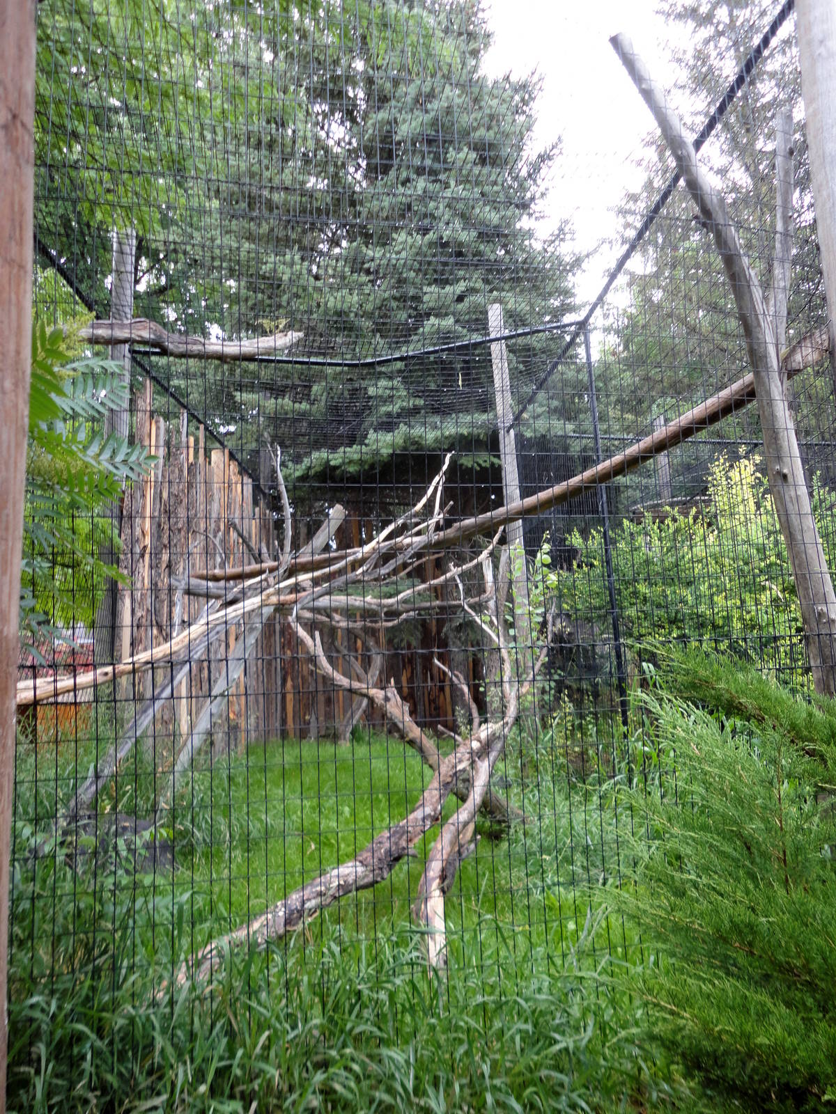 Golden Eagle Exhibit