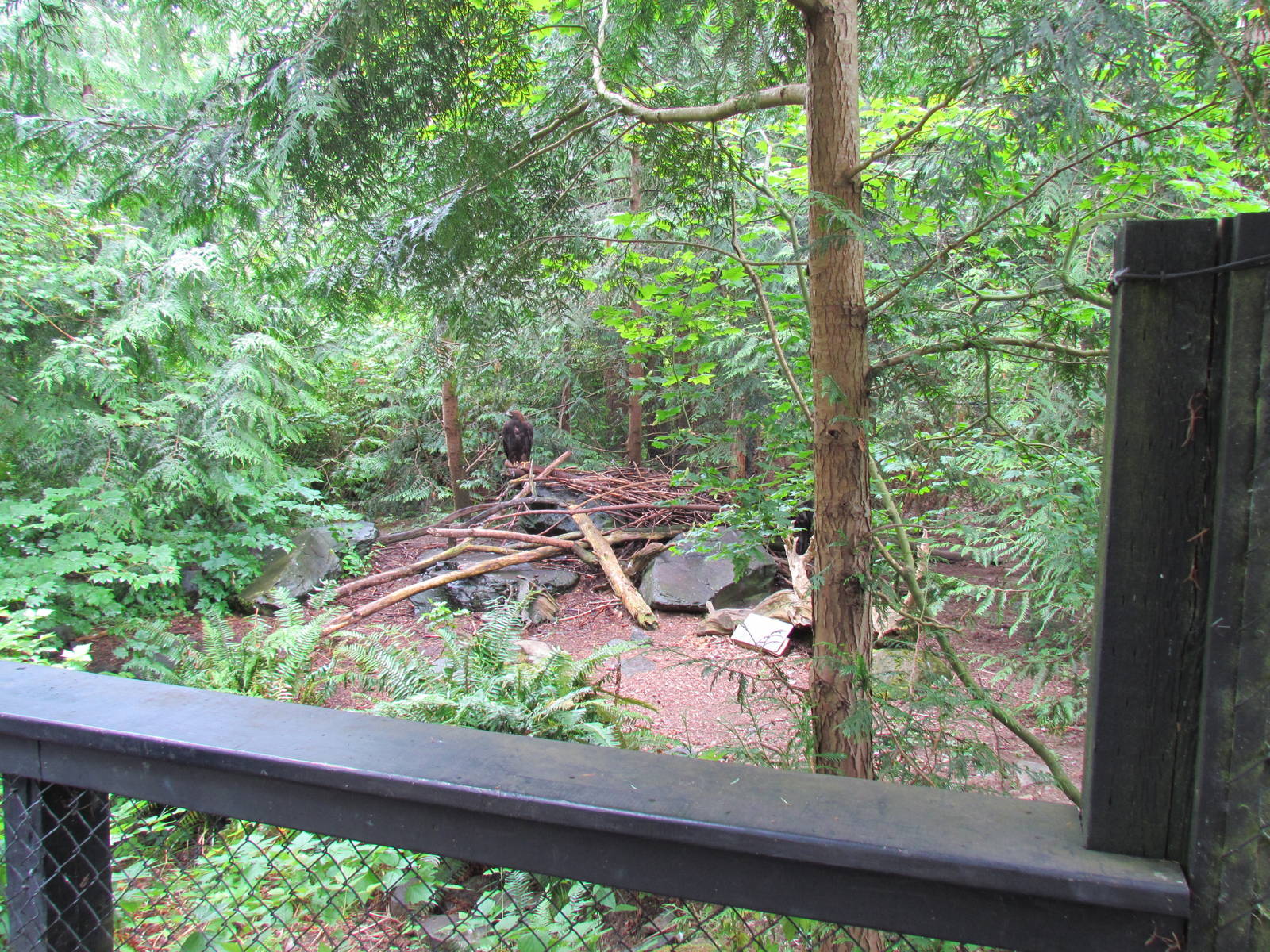 Golden Eagle Exhibit
