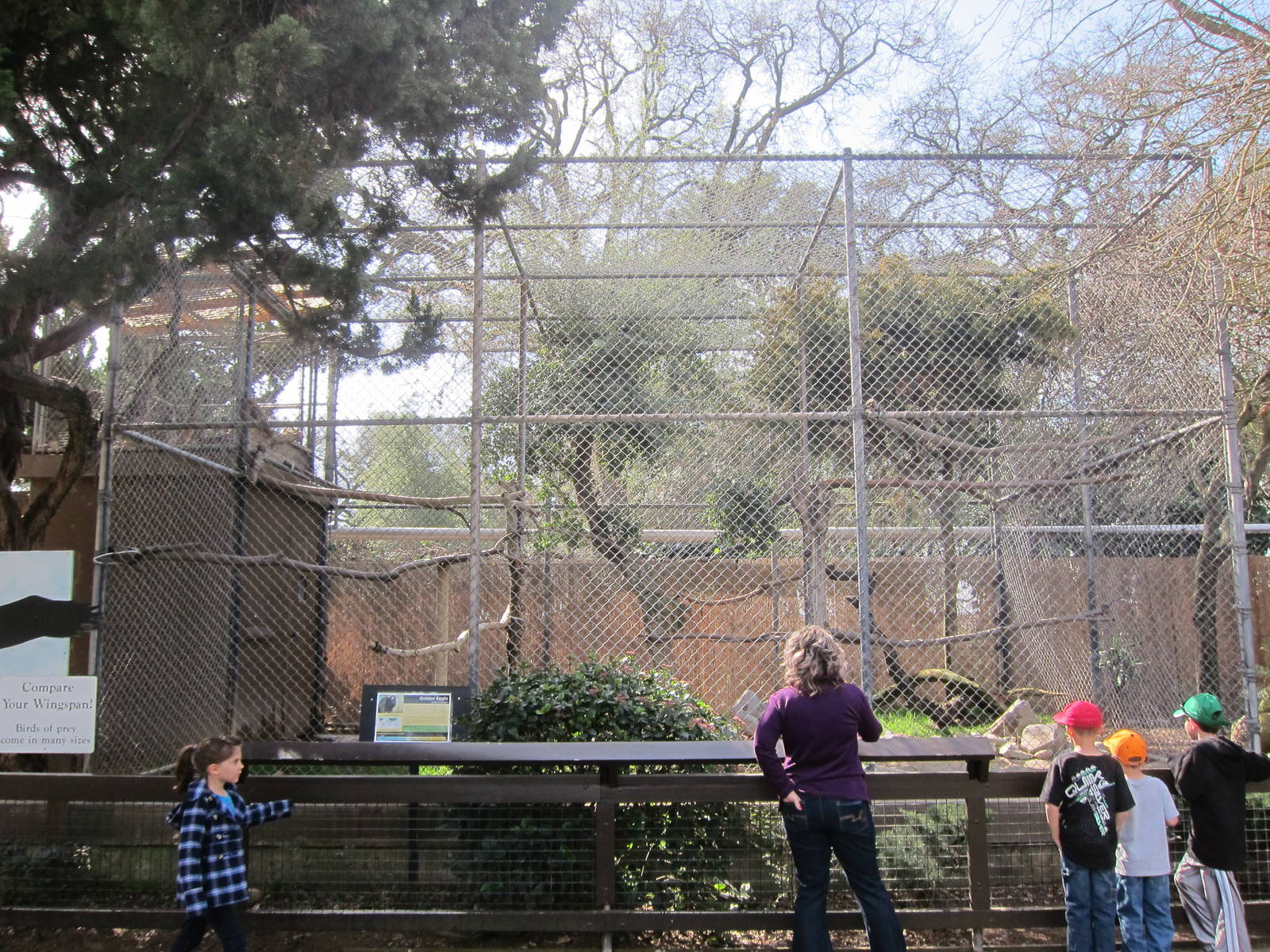Golden Eagle Exhibit