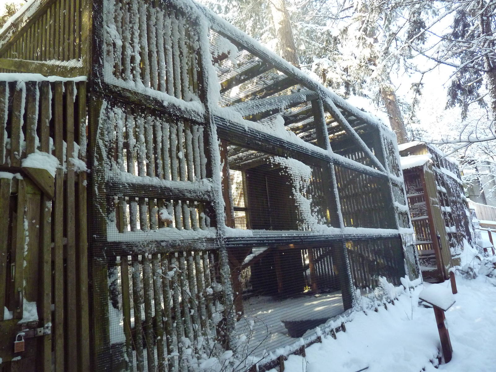 Golden Eagle Exhibit