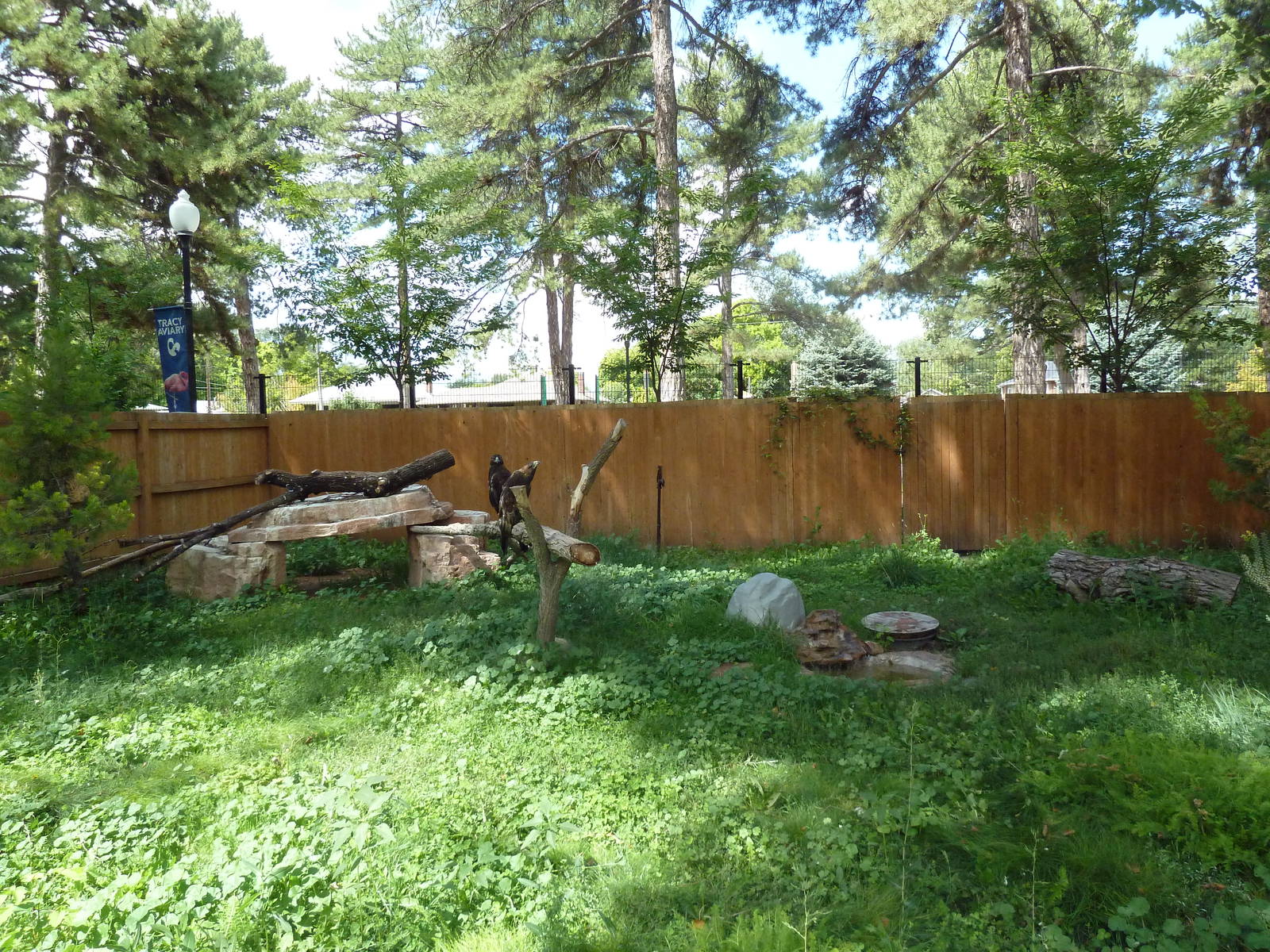 Golden Eagle Exhibit