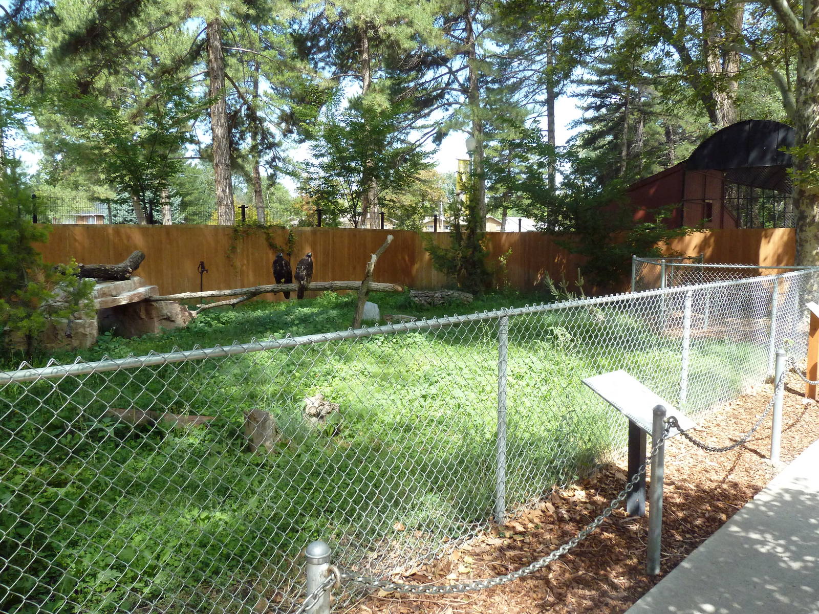 Golden Eagle Exhibit