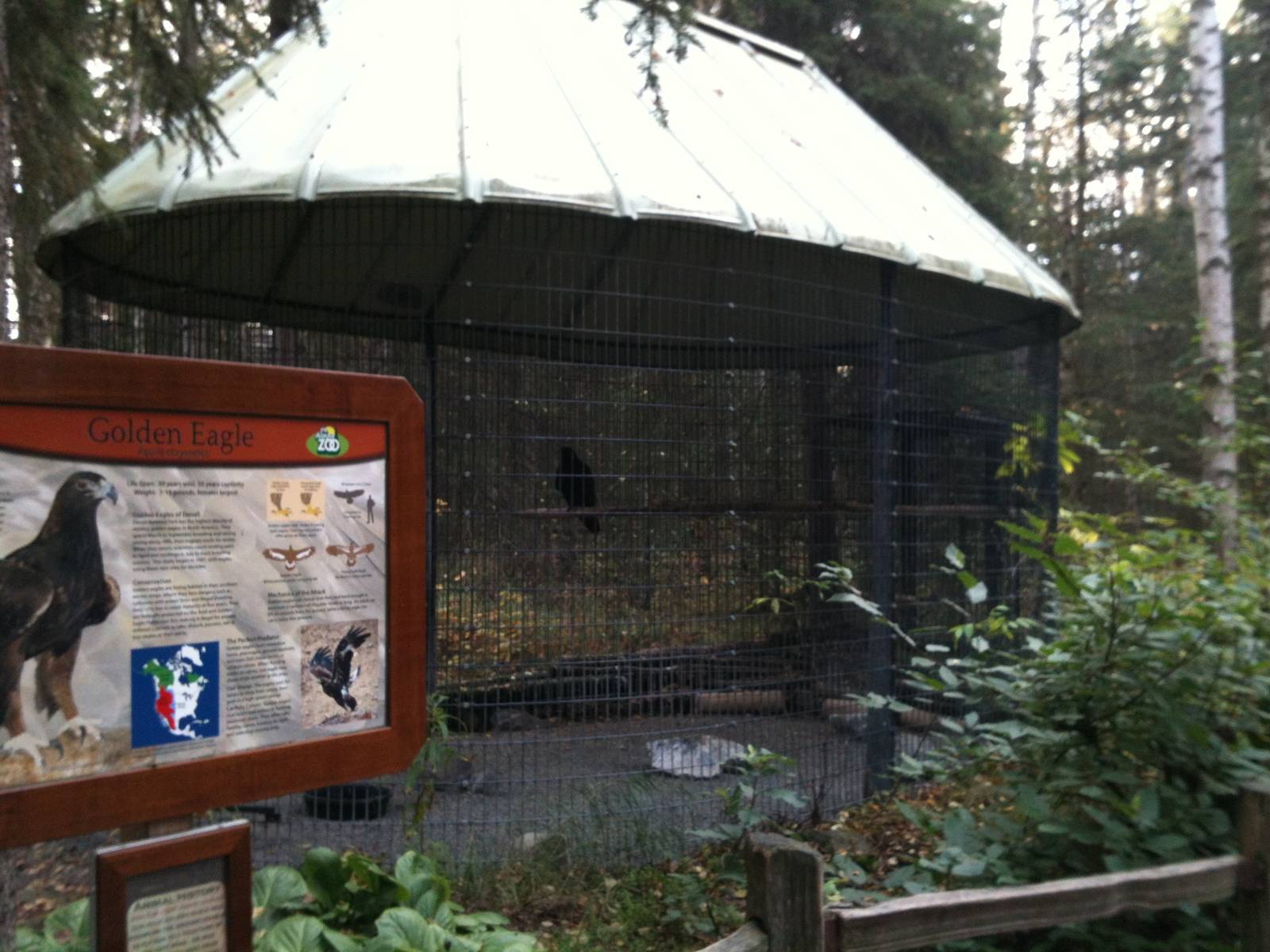 Golden Eagle Exhibit