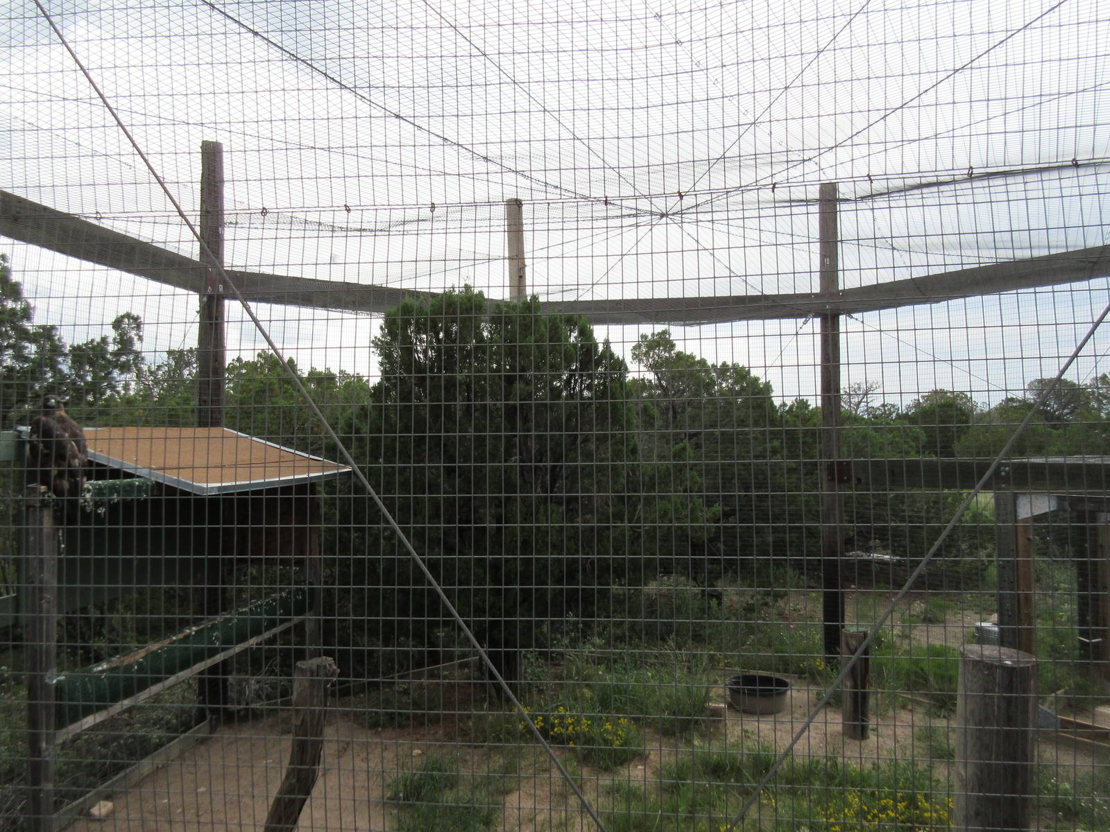 Golden Eagle Exhibit
