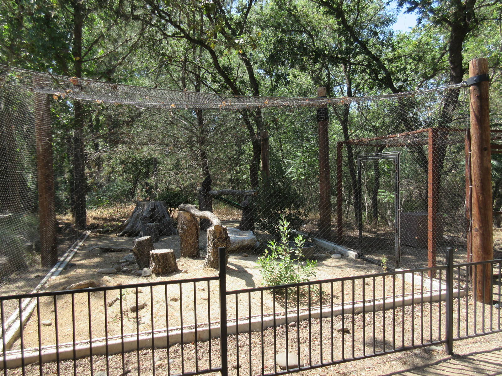 Golden Eagle Exhibit