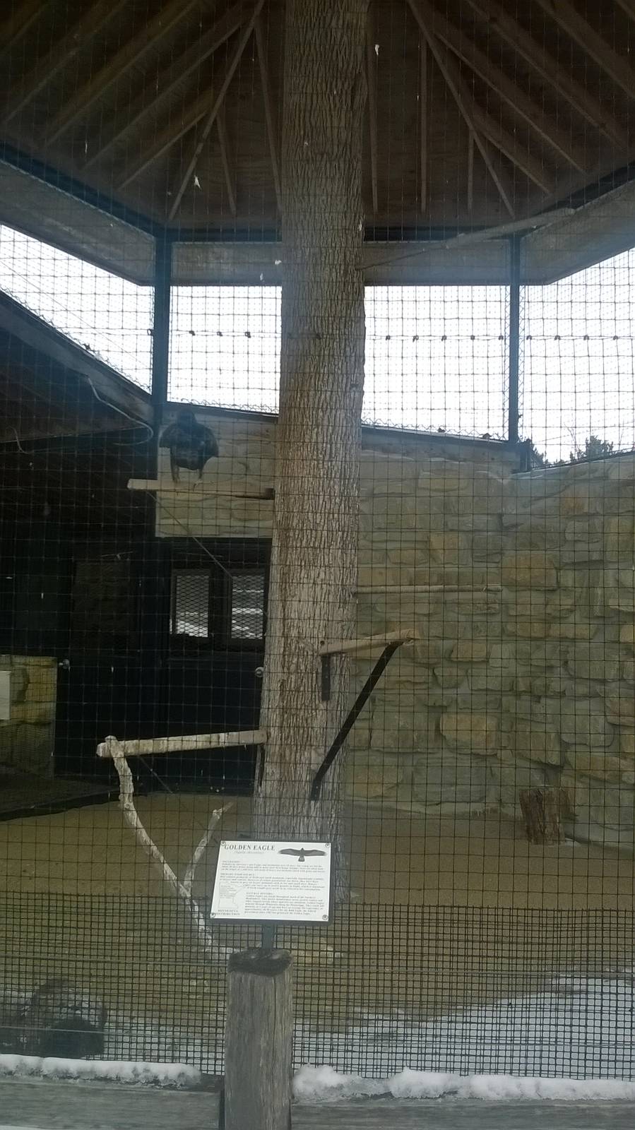 Golden Eagle Exhibit