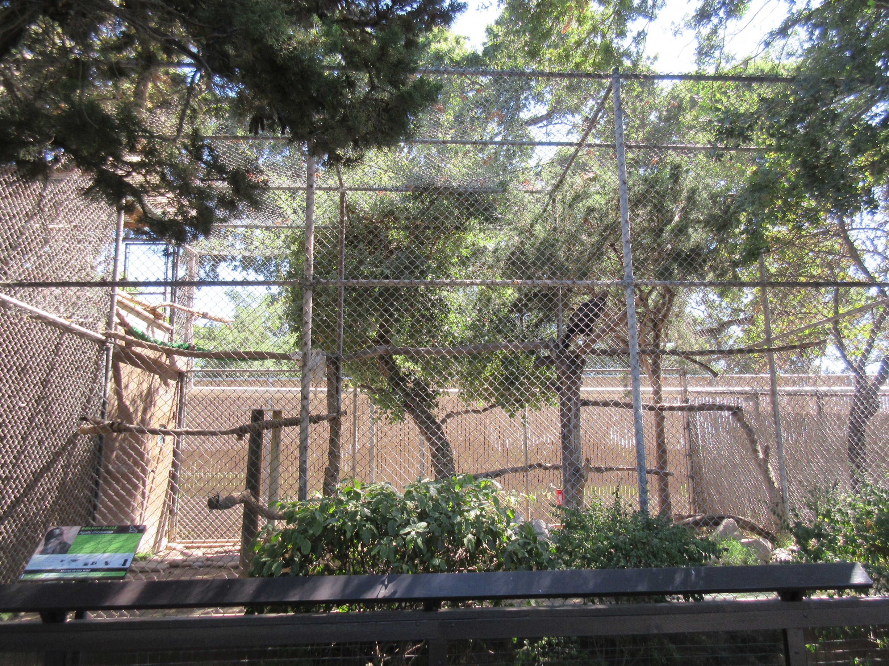 Golden Eagle Exhibit