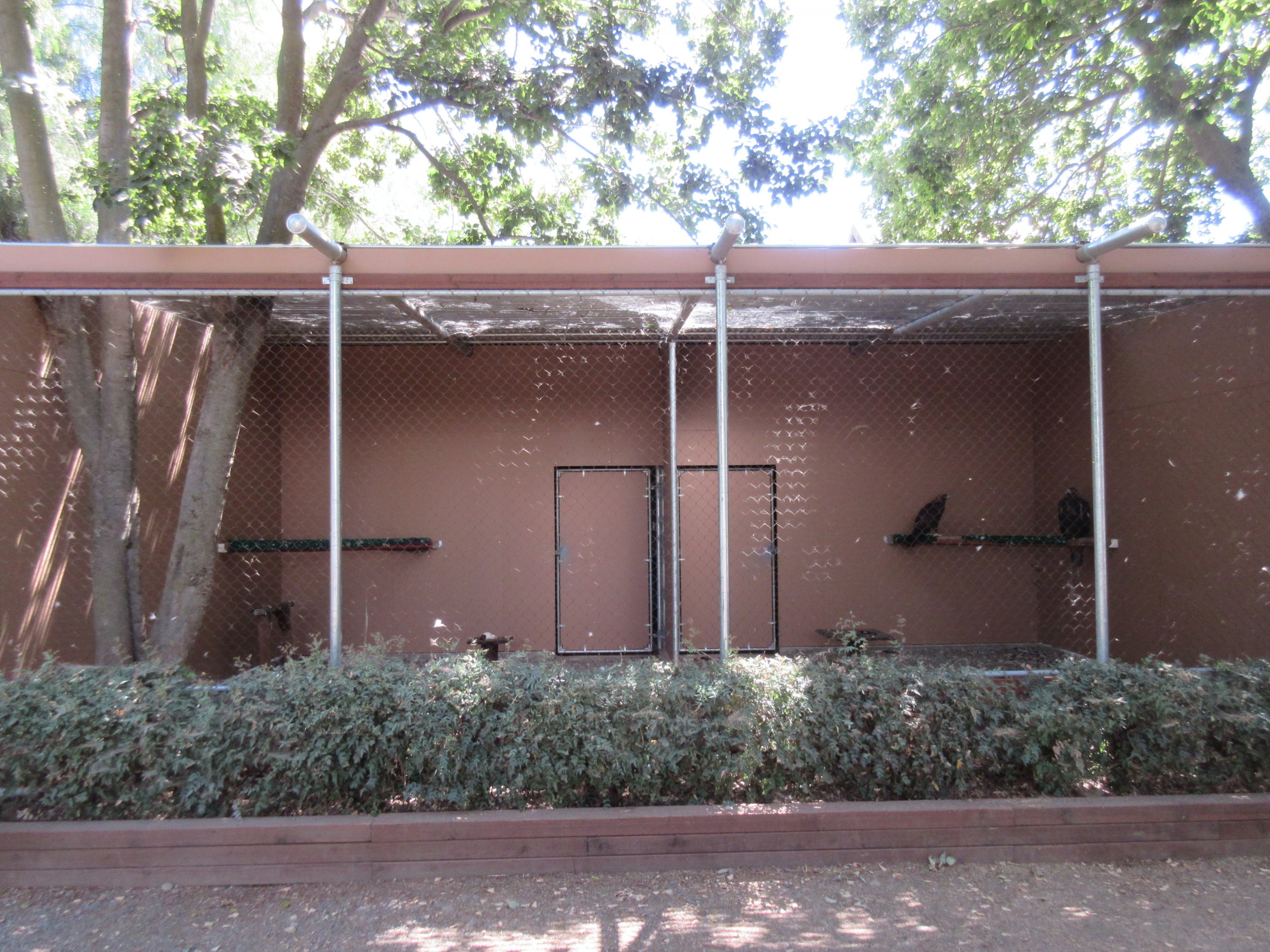 Golden Eagle Exhibit