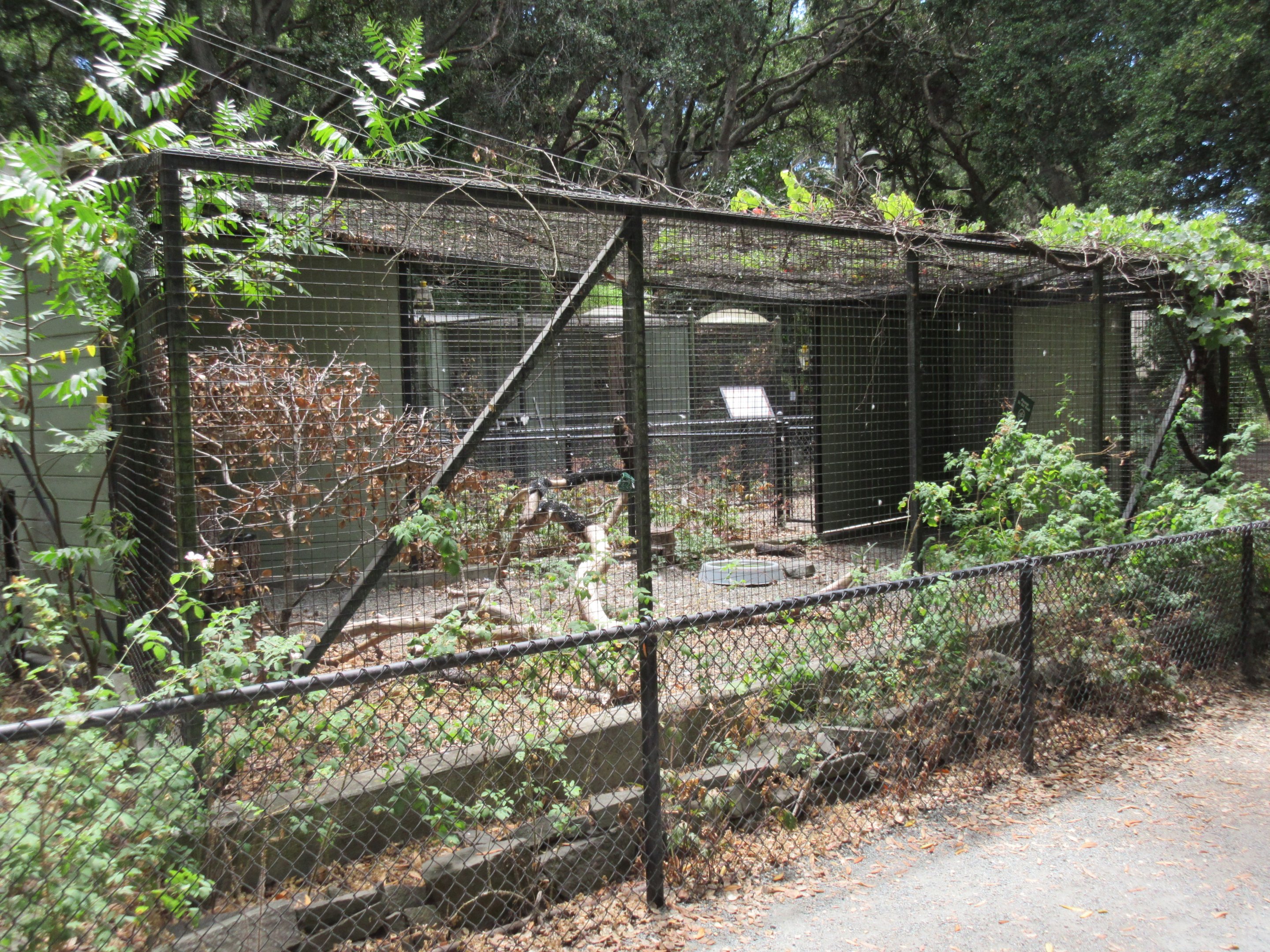 Golden Eagle Exhibit