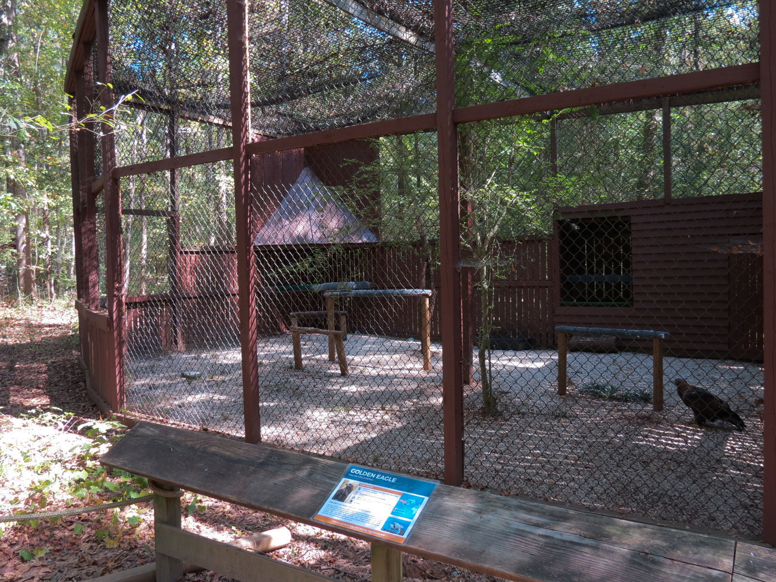 Golden Eagle Exhibit