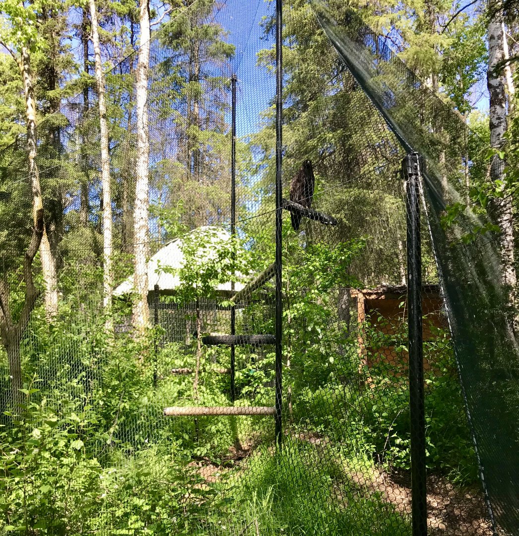 Golden Eagle Exhibit